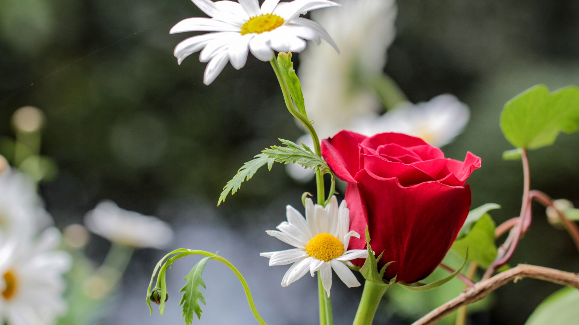 Wallpaper Red Rose, white daisy, flowers