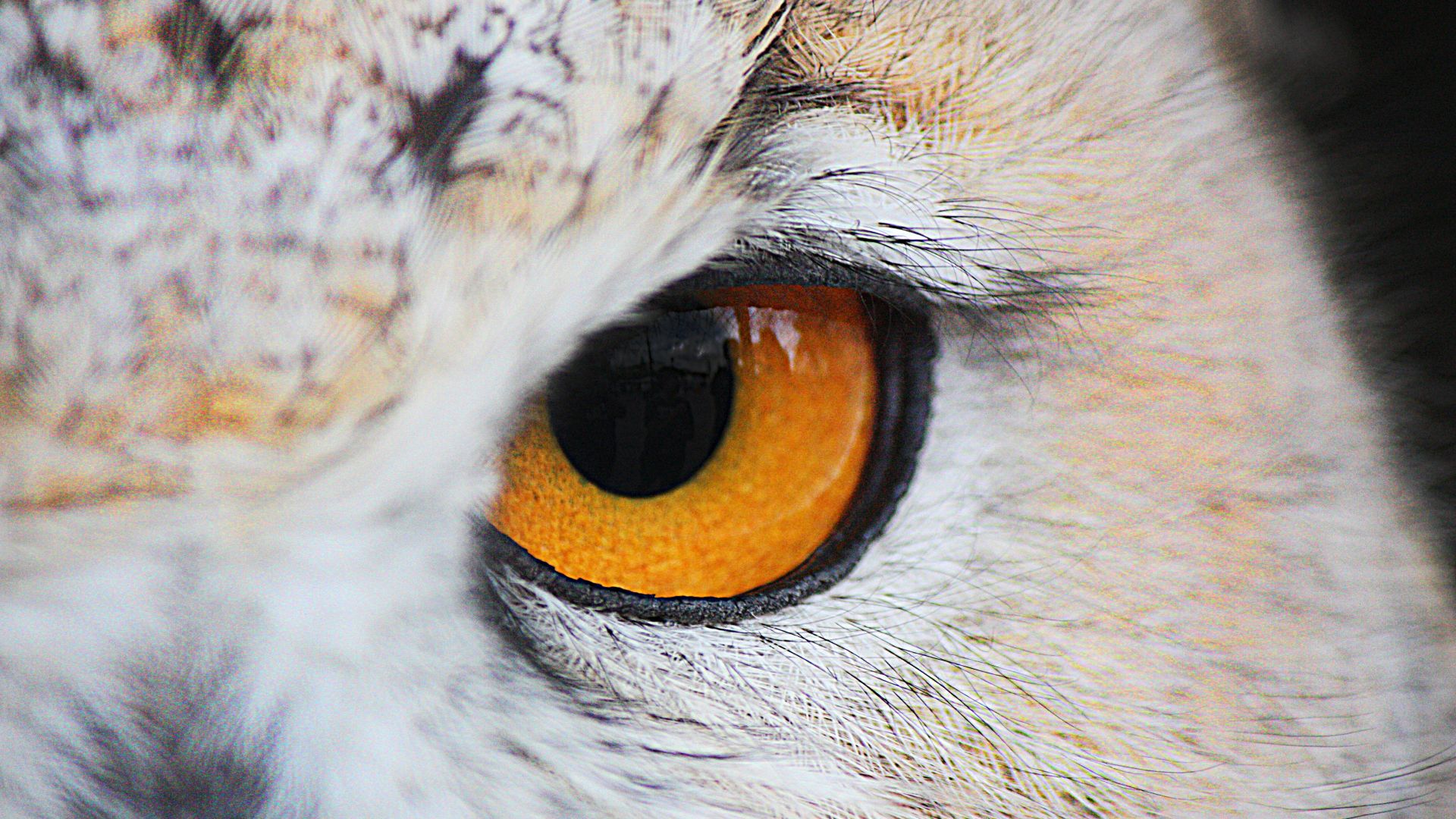 Wallpaper Owl, bird, yellow eyes, close up
