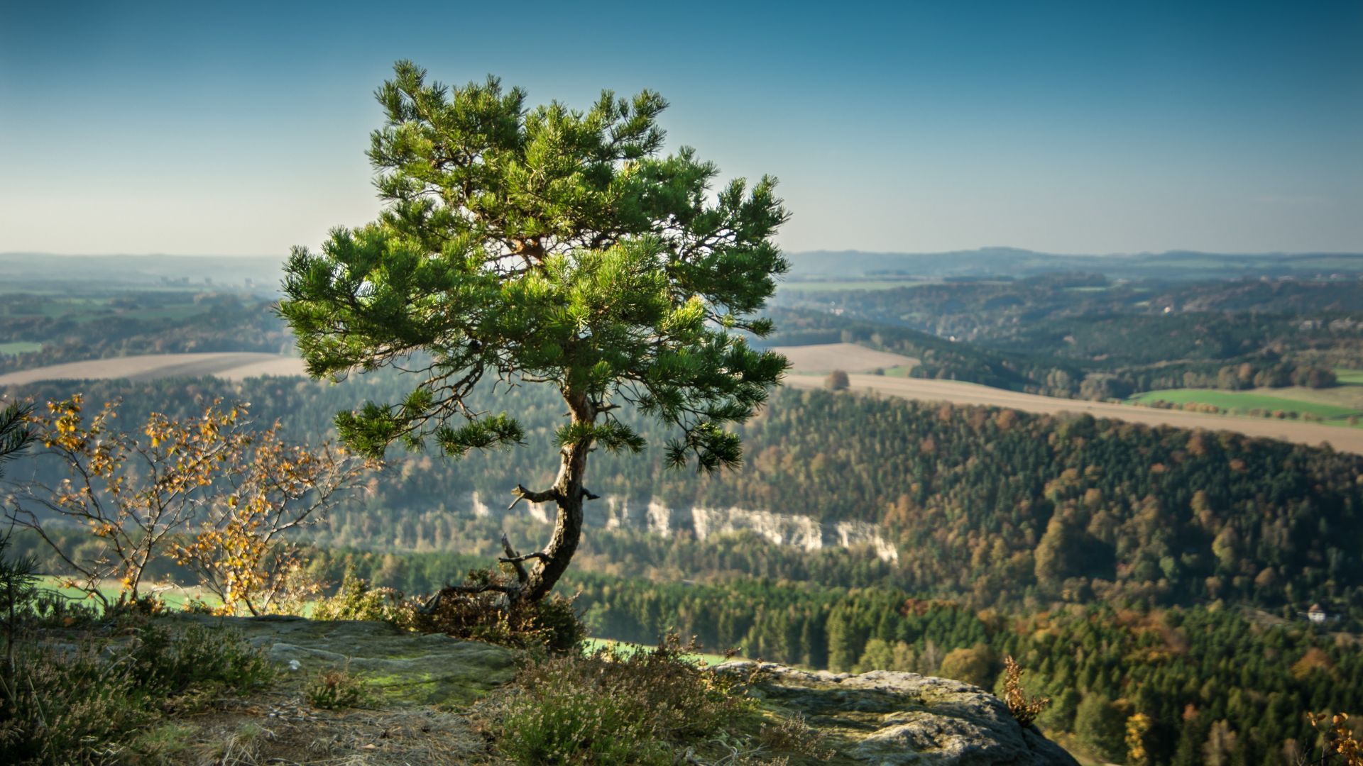 Wallpaper Lone pine tree, valley, sky, landscape, nature, 5k