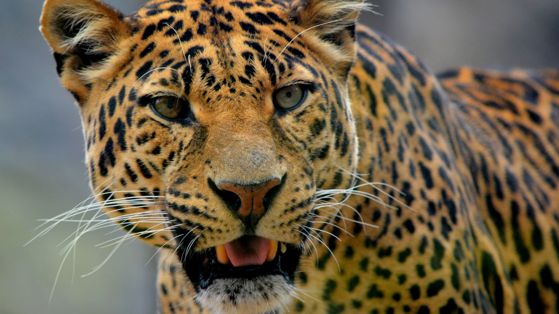 Wallpaper Leopard, muzzle, predator, animal