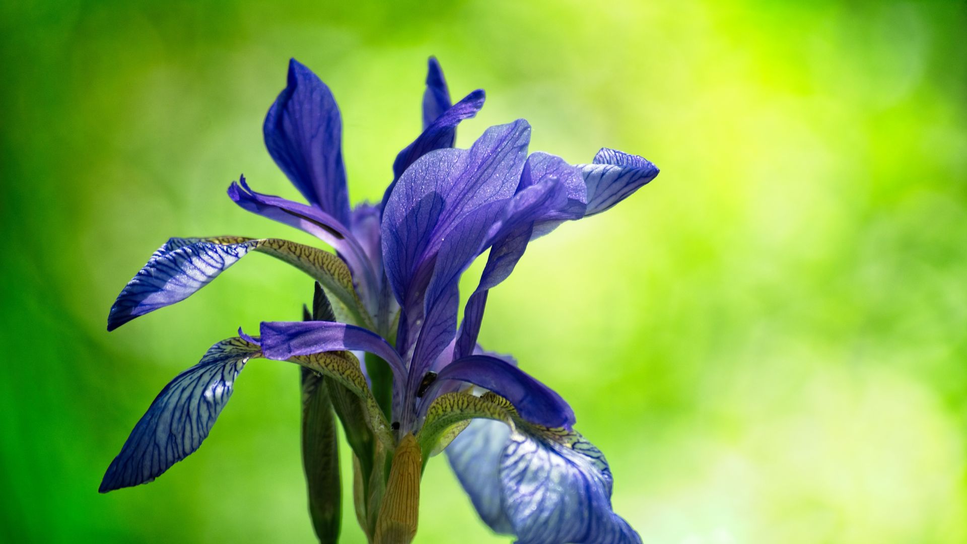 Wallpaper Irises, blue flower, bloom