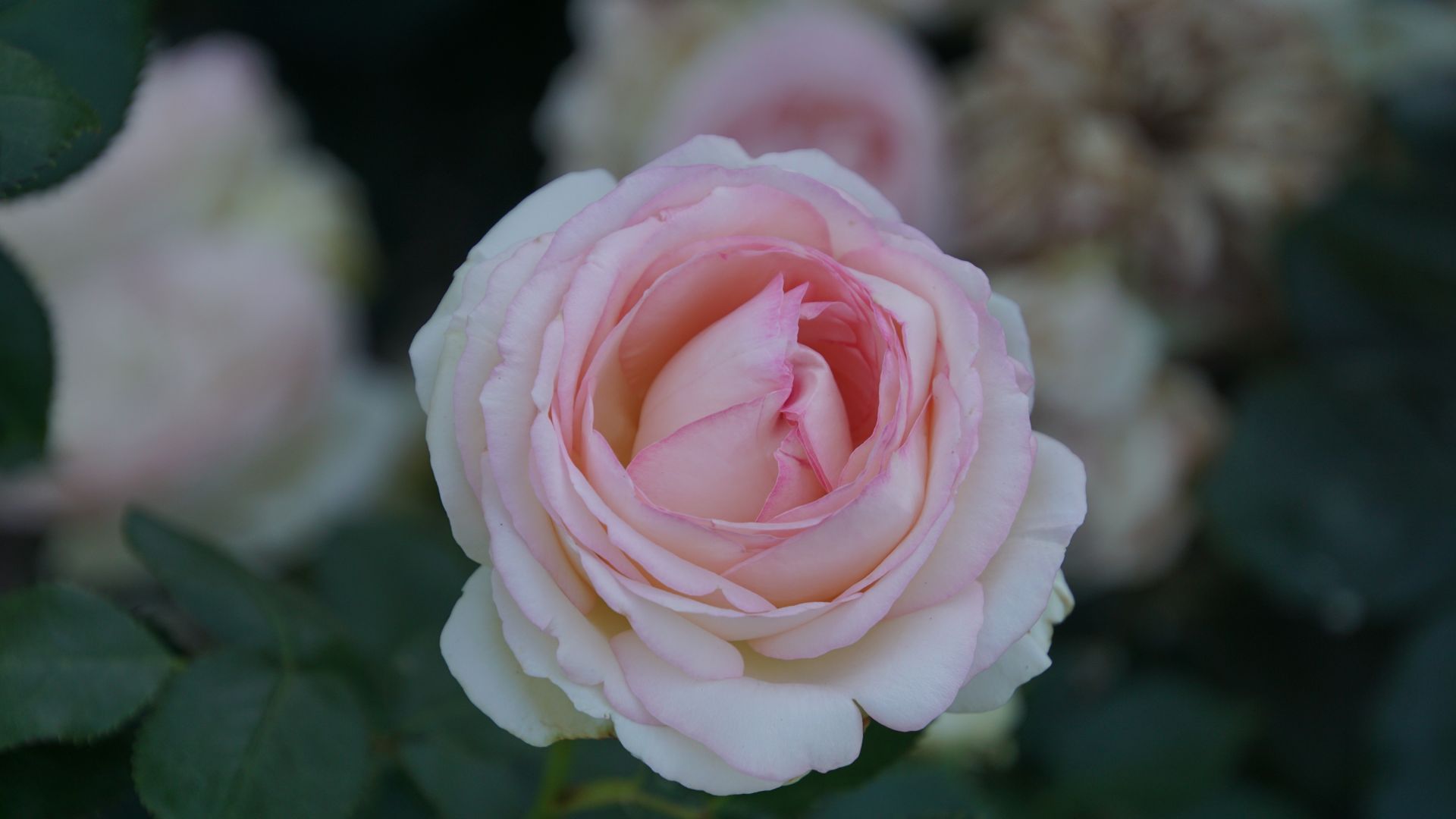 Wallpaper Beautiful flower, bloom, pink rose