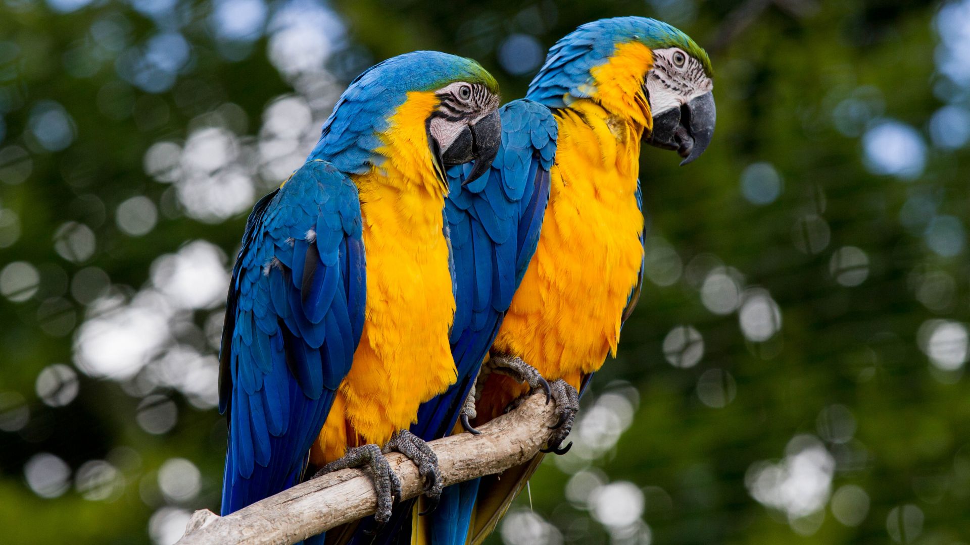 Wallpaper Macaw, colorful parrot, birds, pair