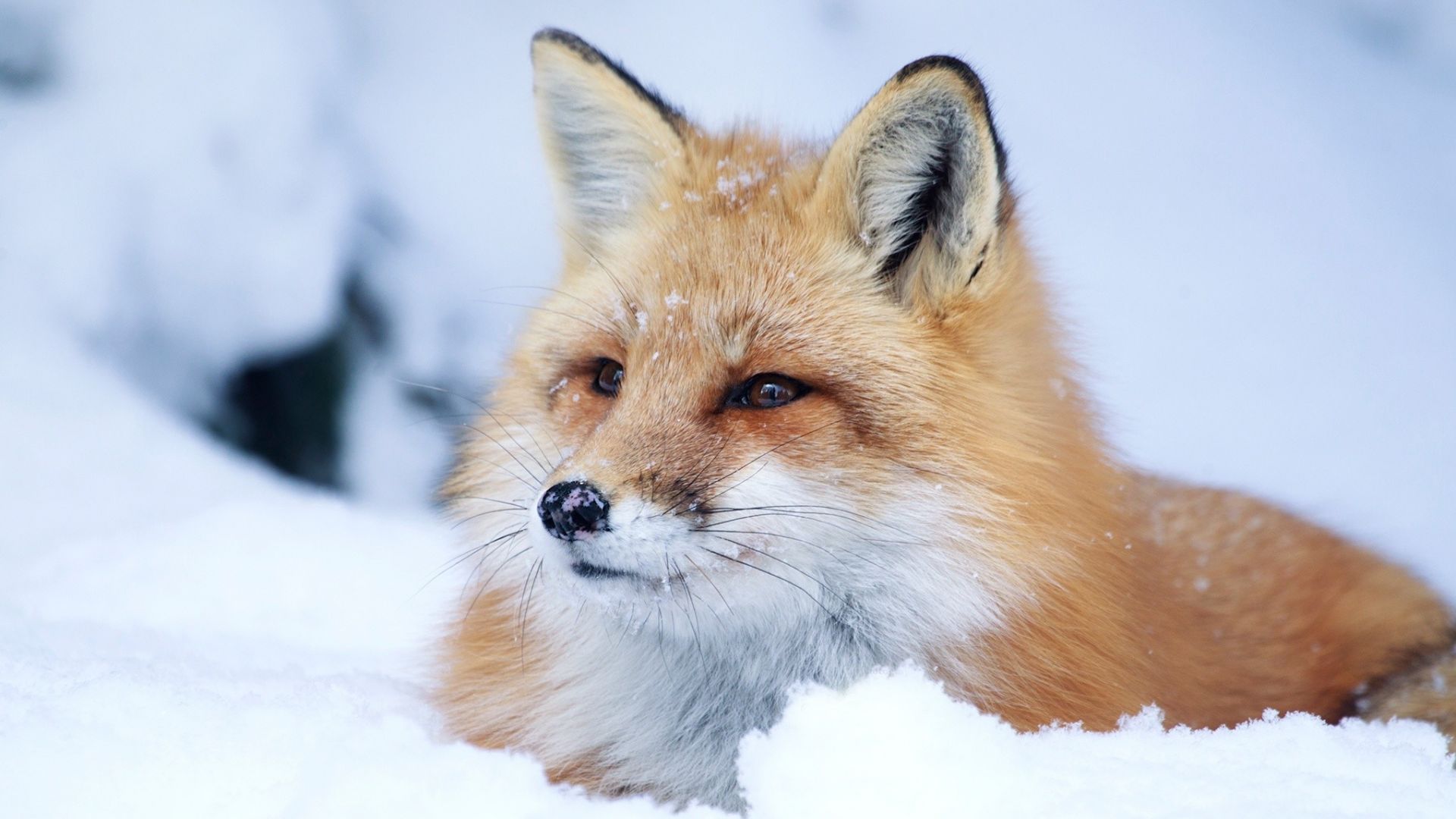 Wallpaper Red fox, muzzle, snow