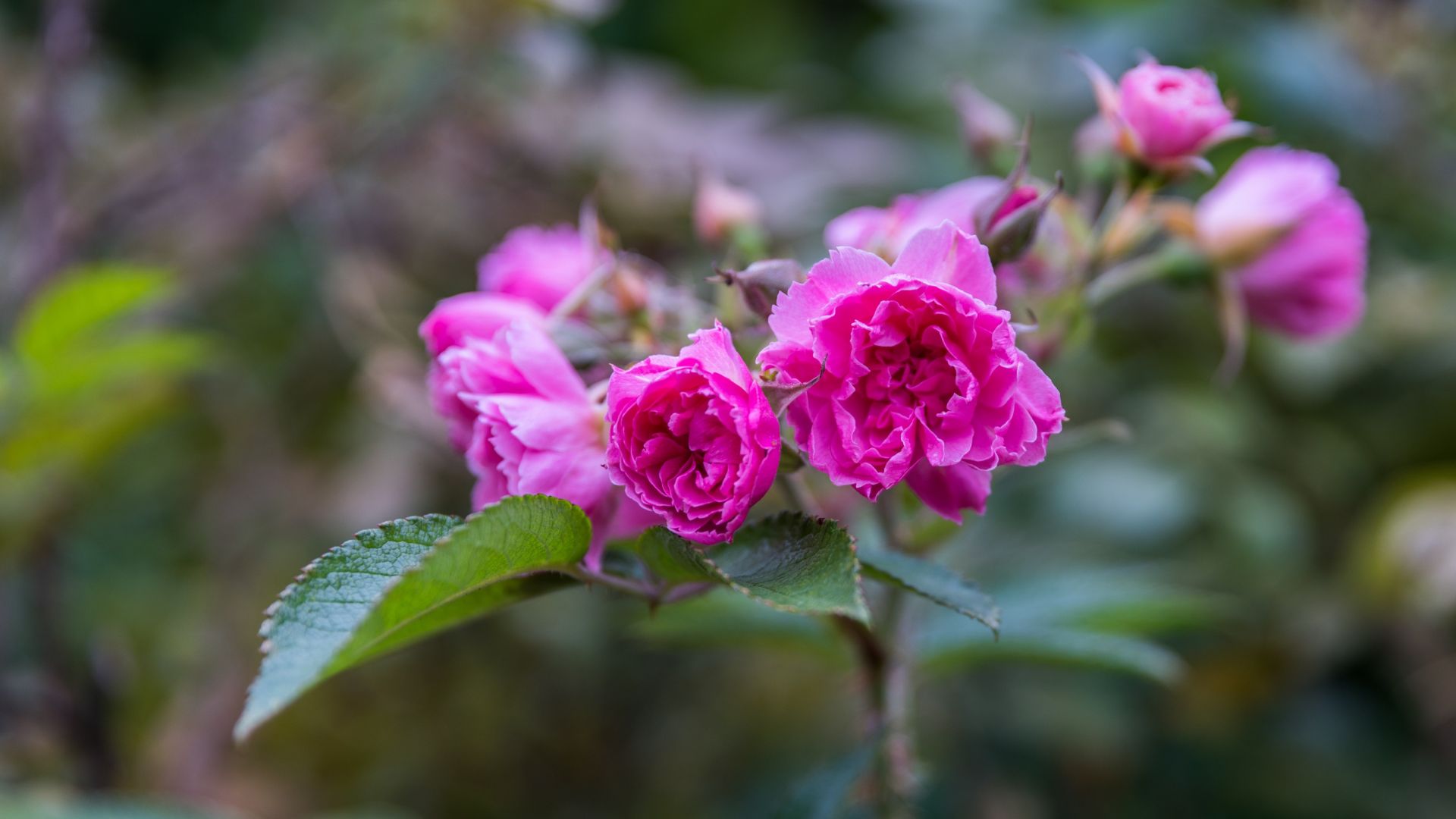 Wallpaper Blur, pink roses, plants, garden, 5k