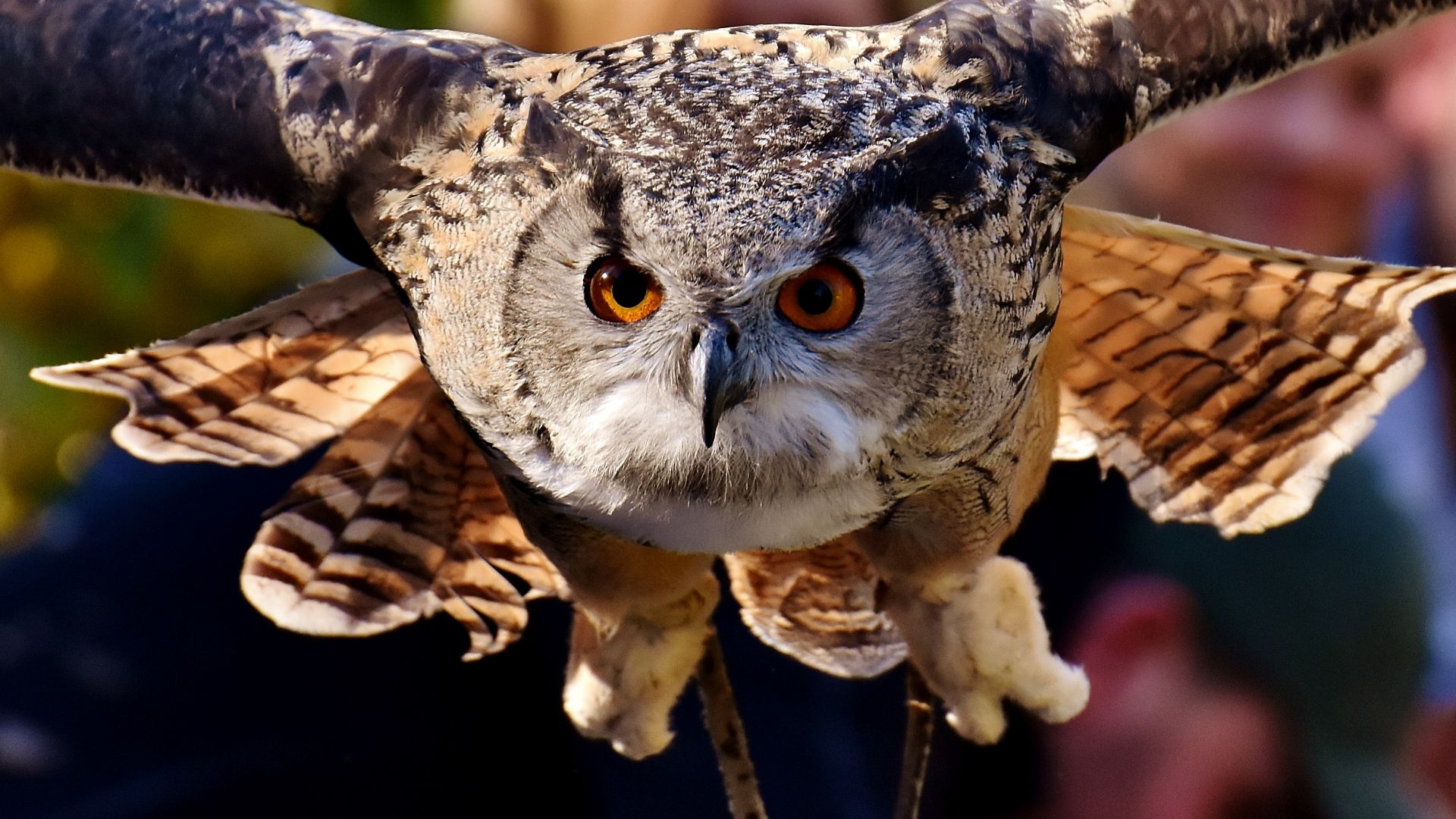 Wallpaper Owl, muzzle, flight, bird