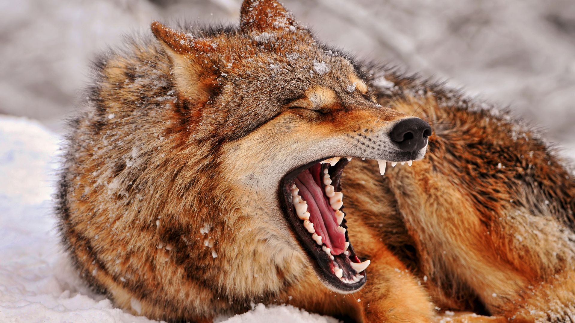 Wallpaper Red fox, yawning, wild animal, sit