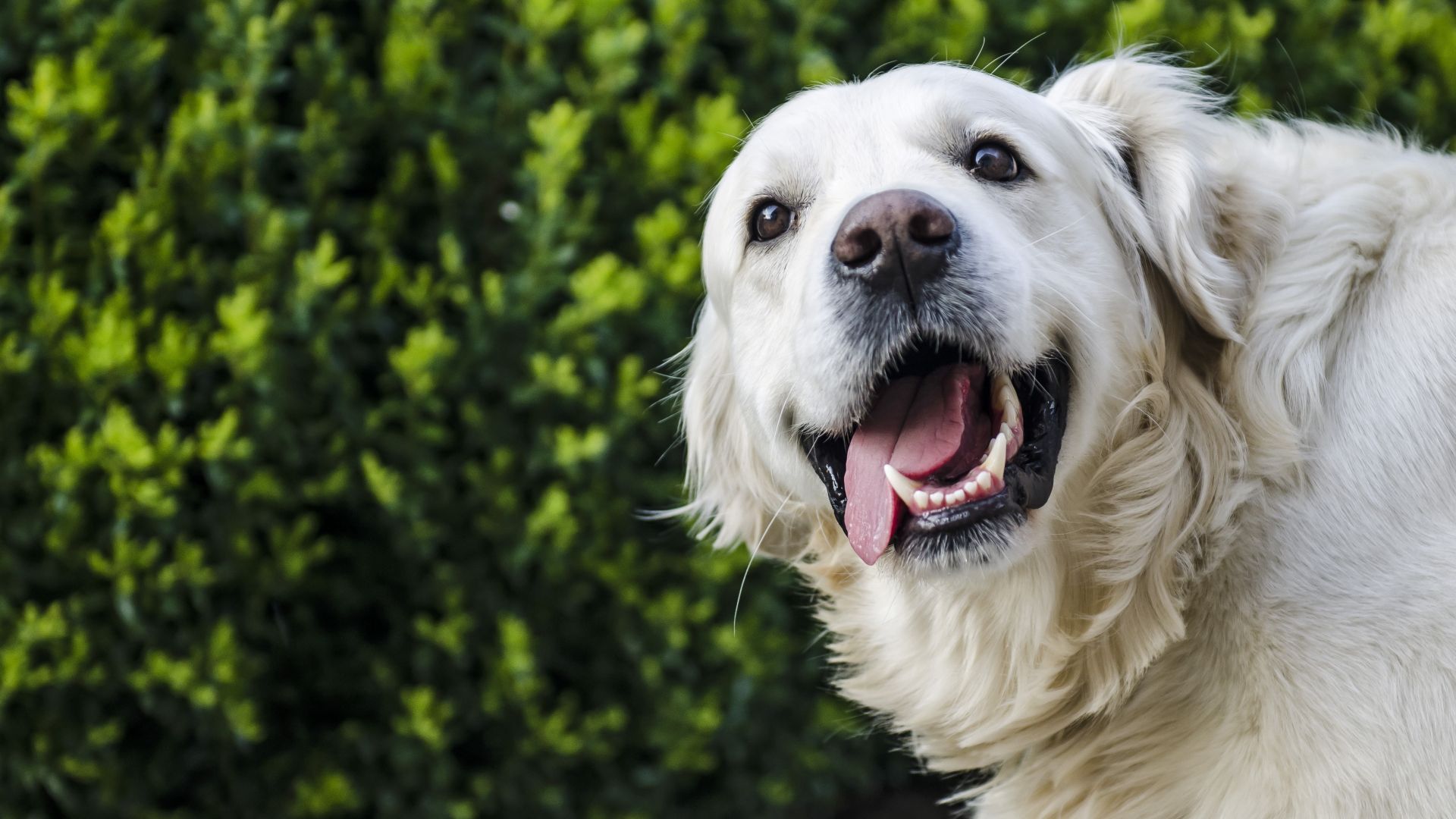 Wallpaper Golden retriever, white dog, muzzle