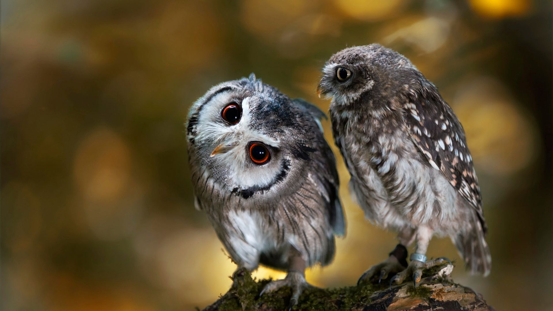 Wallpaper Cute predators, owl, bird