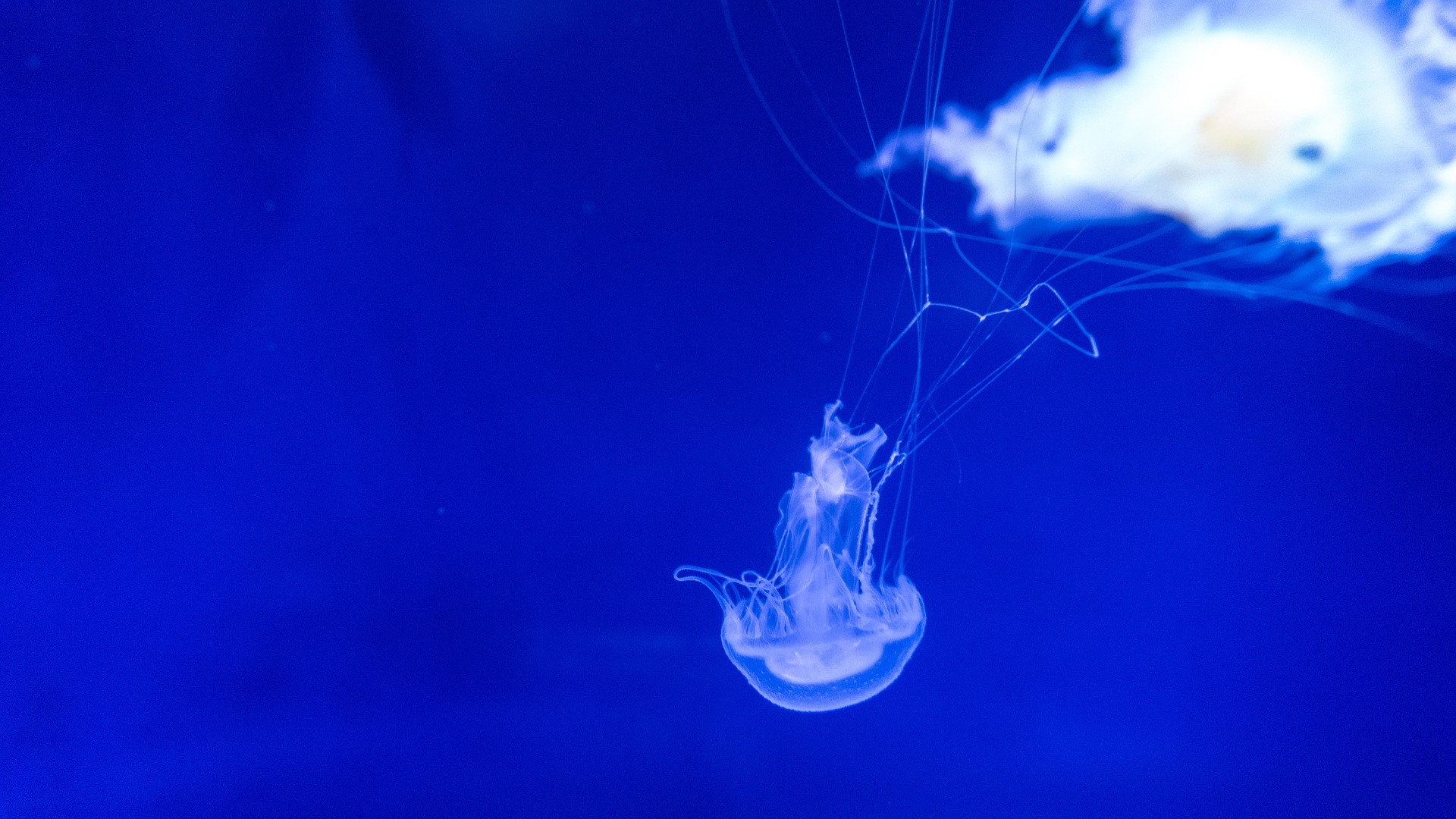 Wallpaper Blue jellyfish, underwater, fish