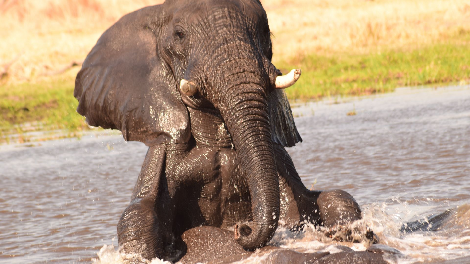 Wallpaper Elephant, water, baby animal, play