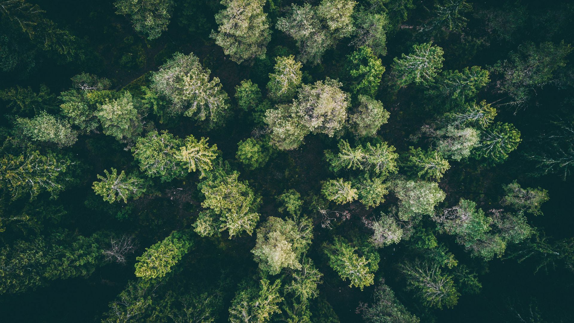 Wallpaper Forest, green trees, aerial view