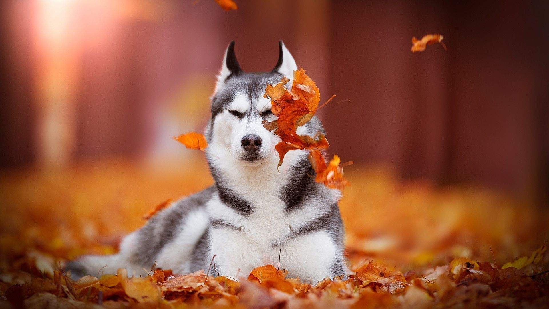 Wallpaper Husky, calm, dog, autumn