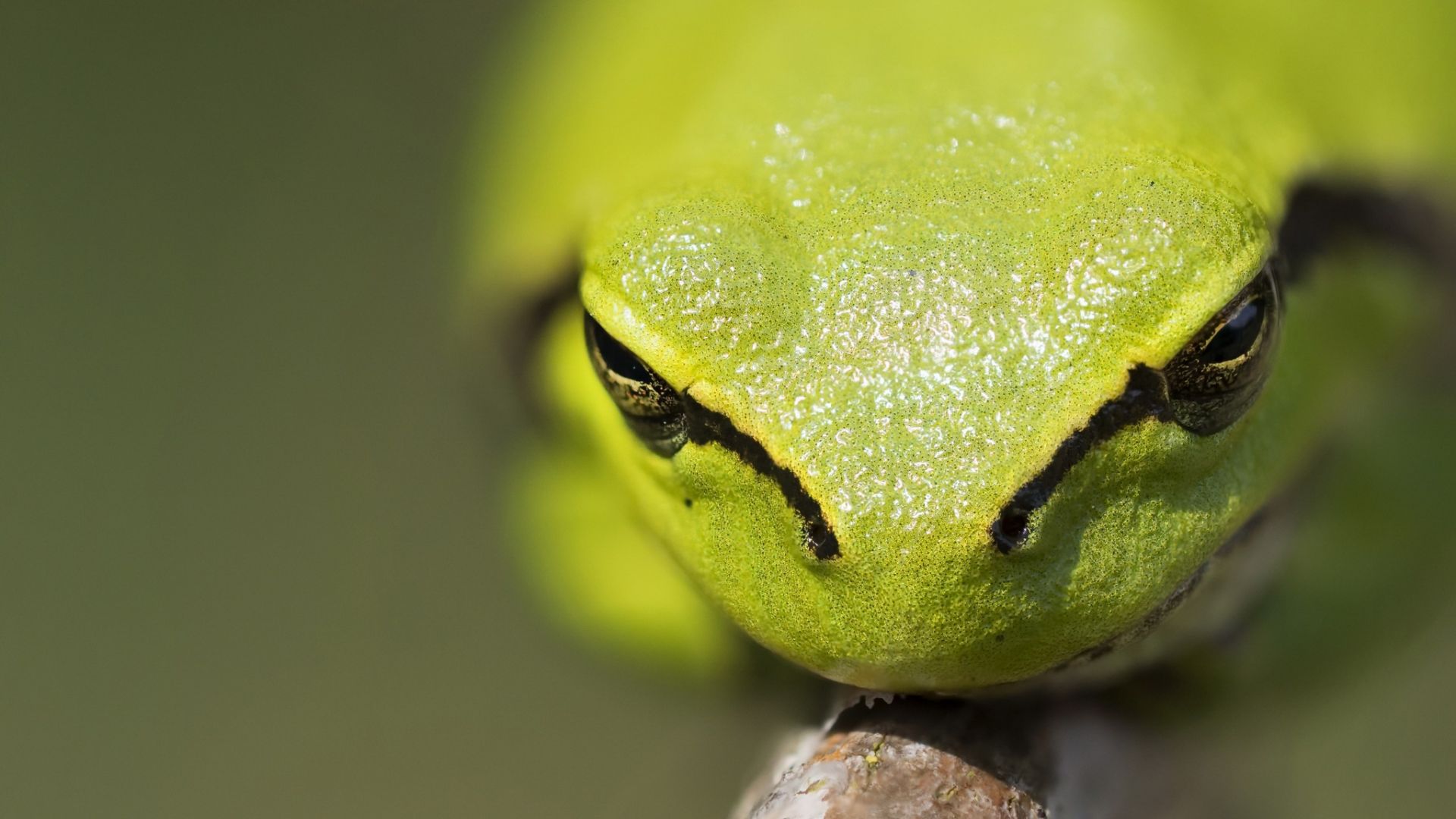 Wallpaper Green tree frog, amphibian, muzzle