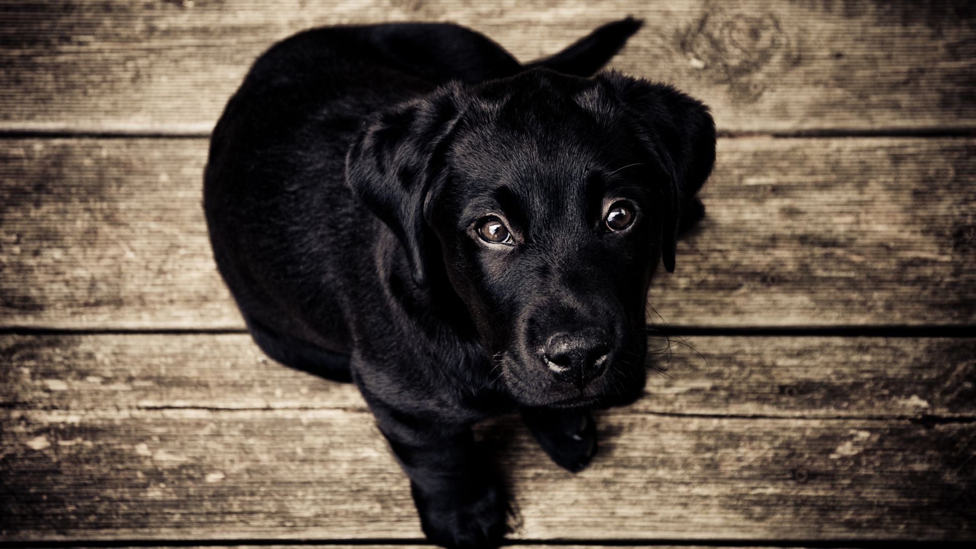 Wallpaper Black dog puppy