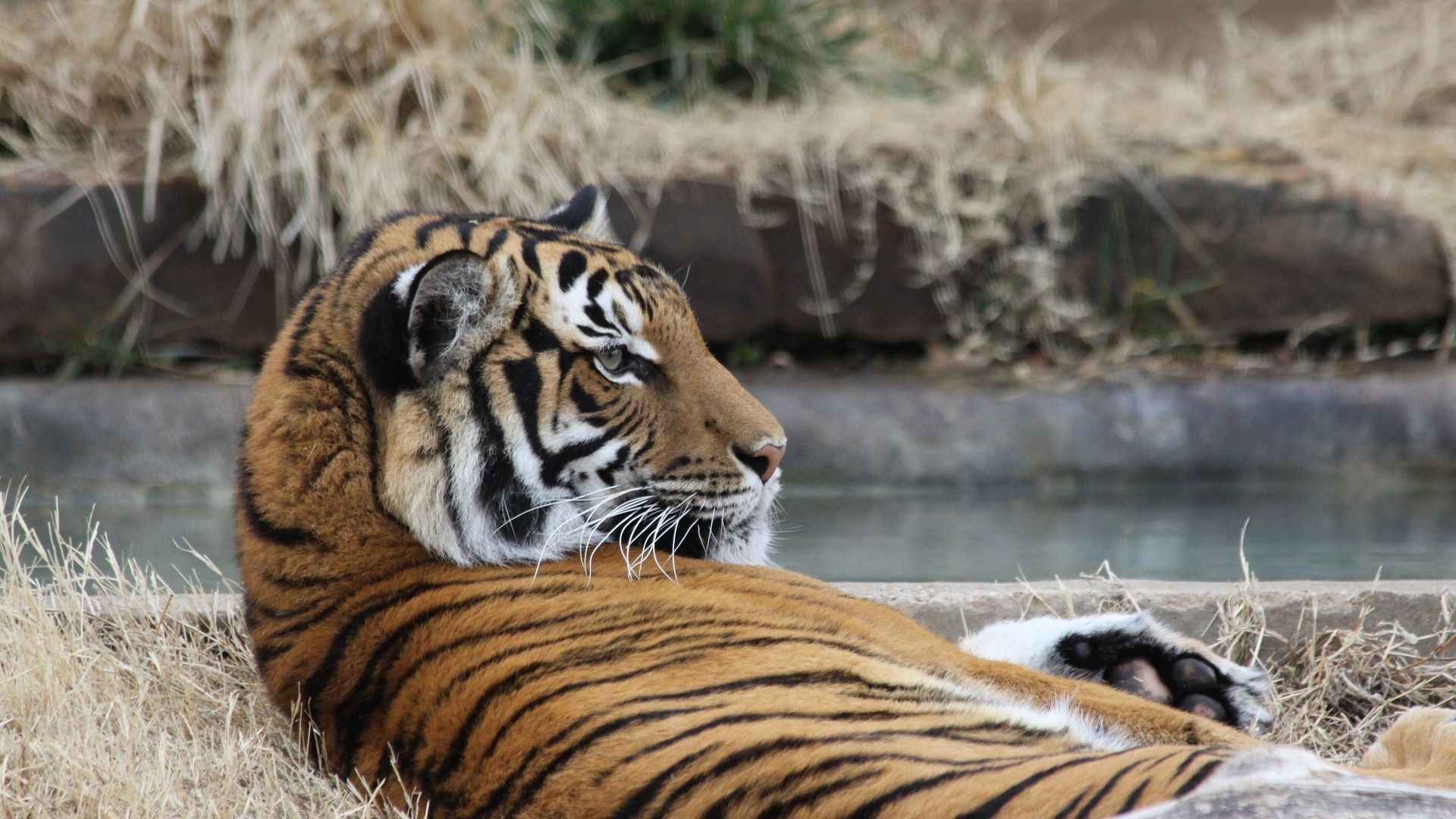 Wallpaper Tiger, predator, rest, relax, zoo