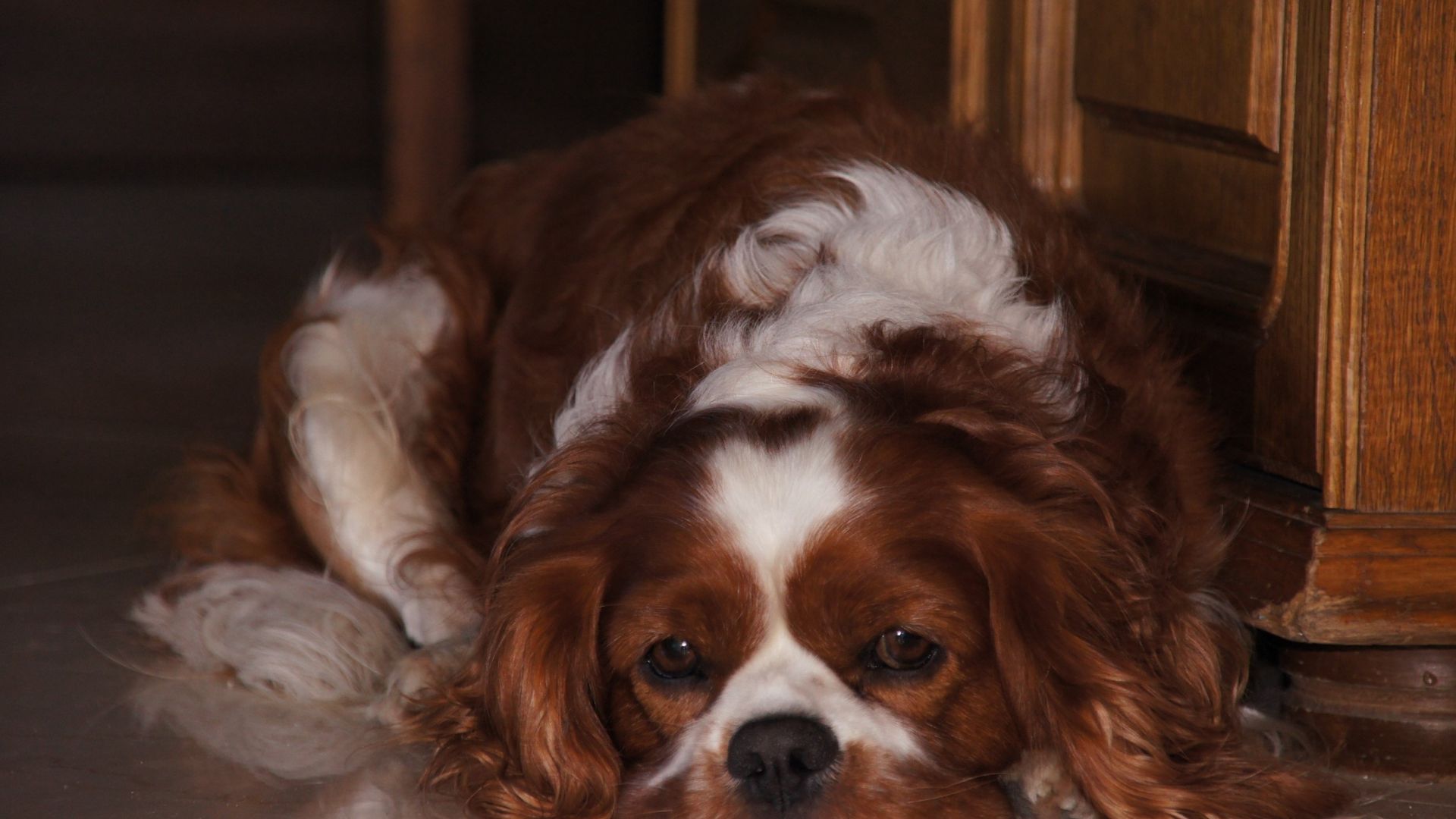 Wallpaper Cavalier king charles spaniel, cute, dog, relaxed
