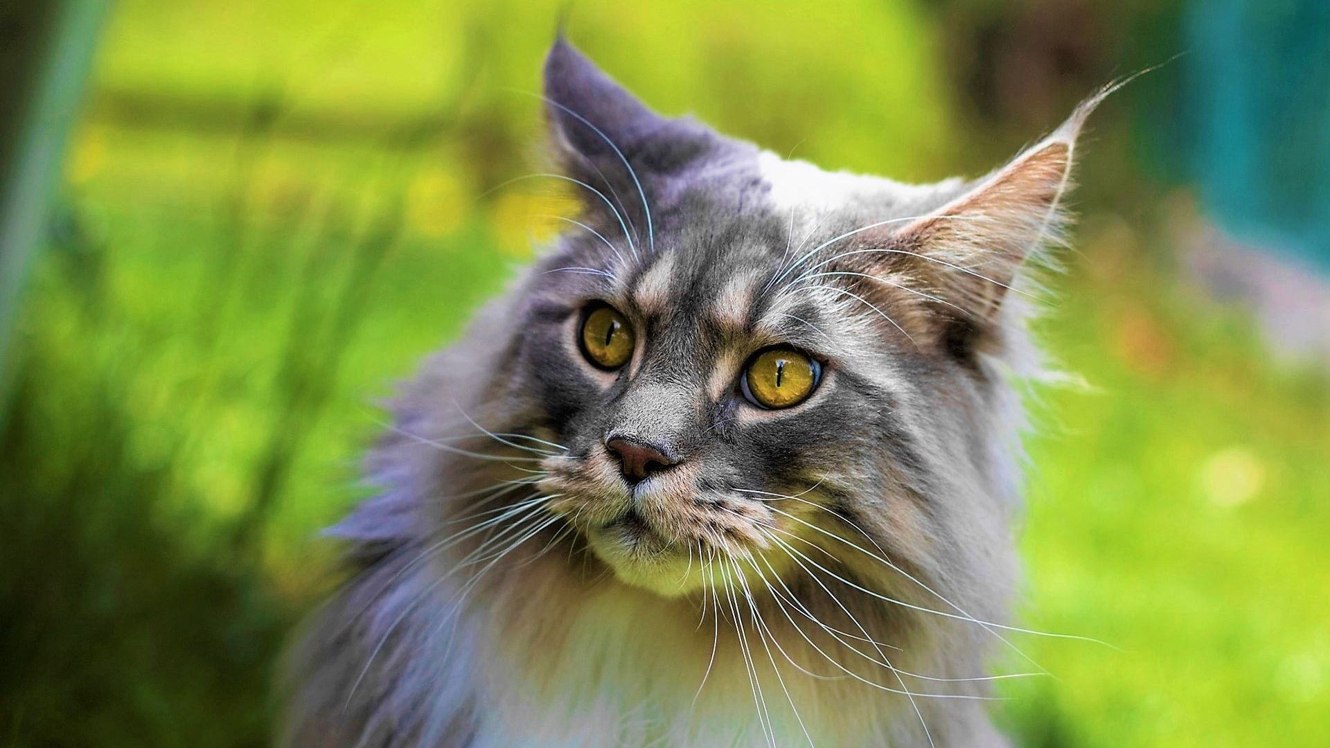 Wallpaper Fur, yellow eyes, muzzle, curious cat, pet
