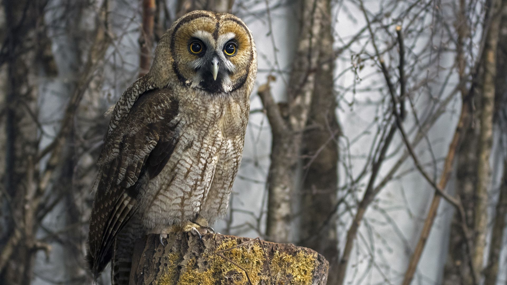 Wallpaper Owl, predator, bird, 4k