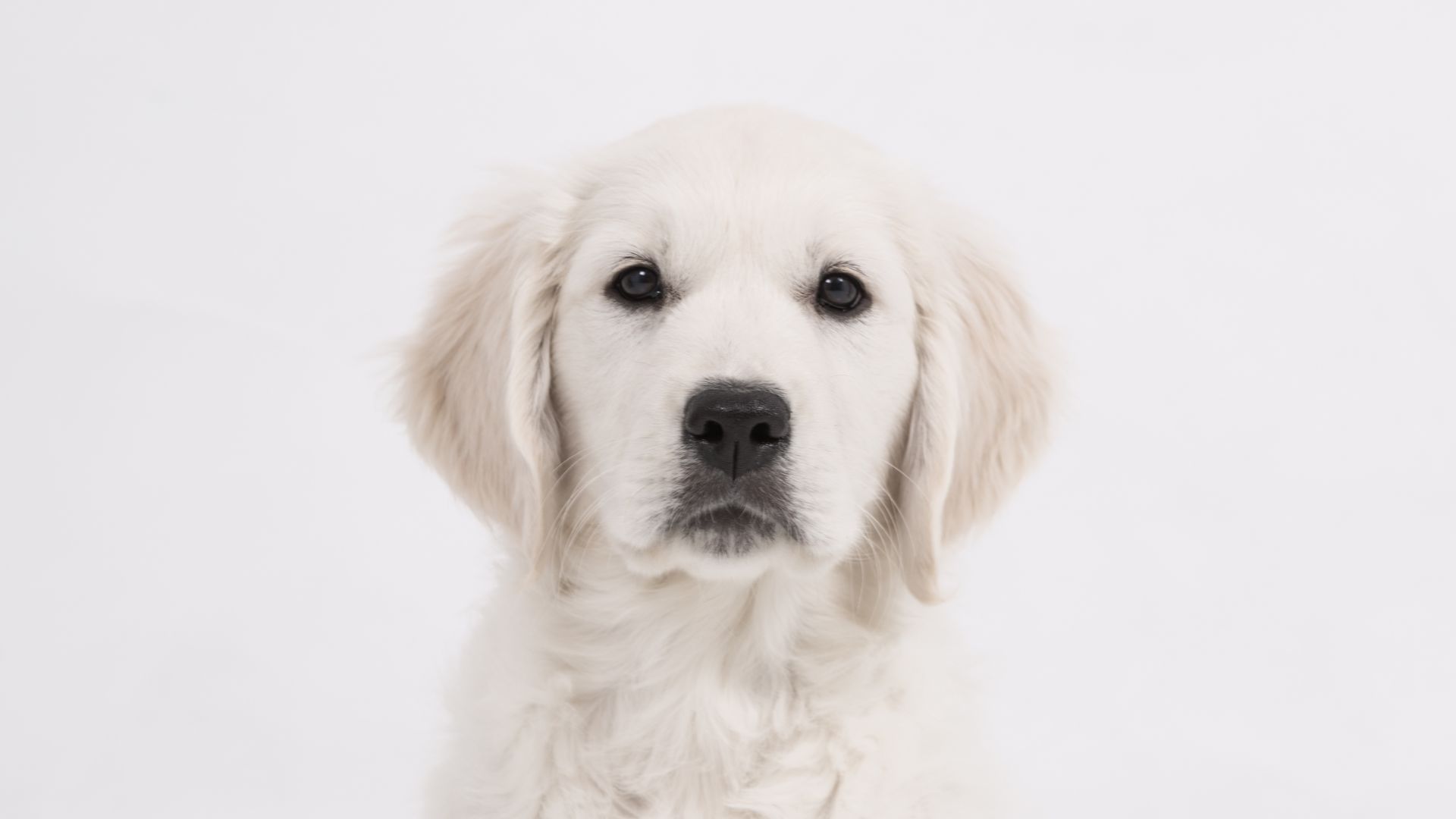 Wallpaper Golden Retriever, dog, muzzle