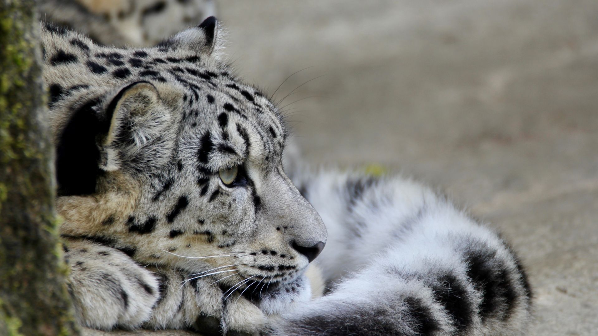Wallpaper Snow Leopard, wildlife, relaxed, wild cat