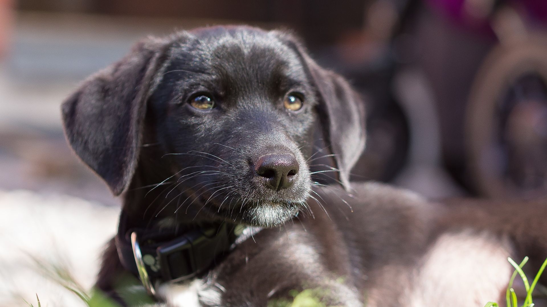 Wallpaper Black dog, puppy, collar, cute stare