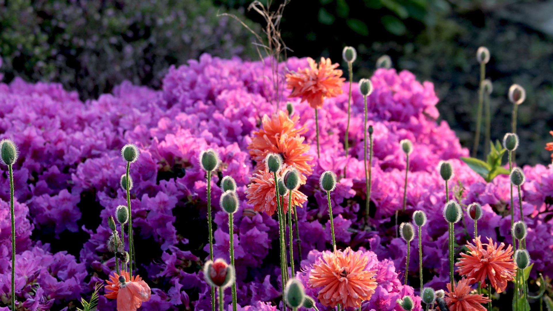 Desktop Wallpaper Flowers, Spring, Garden, 4k, Hd Image, Picture