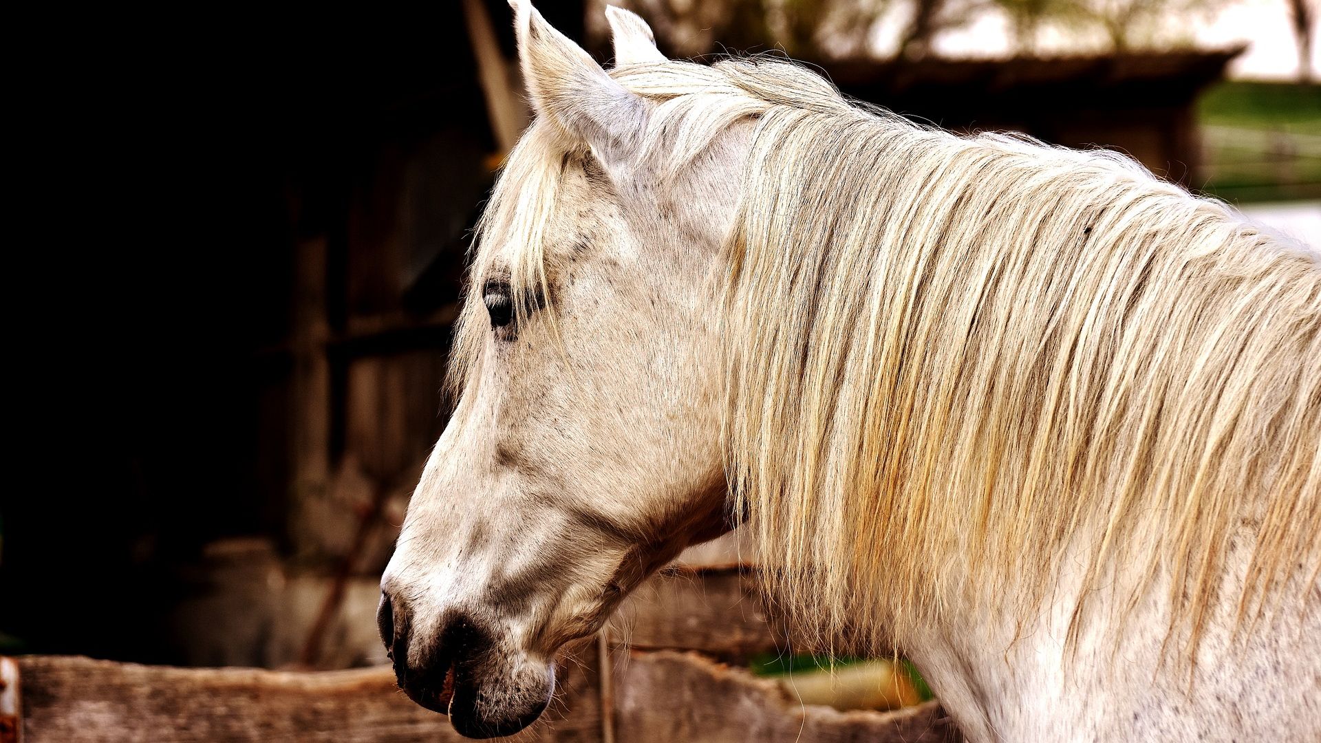 Wallpaper Horse, white horse, animal, muzzle