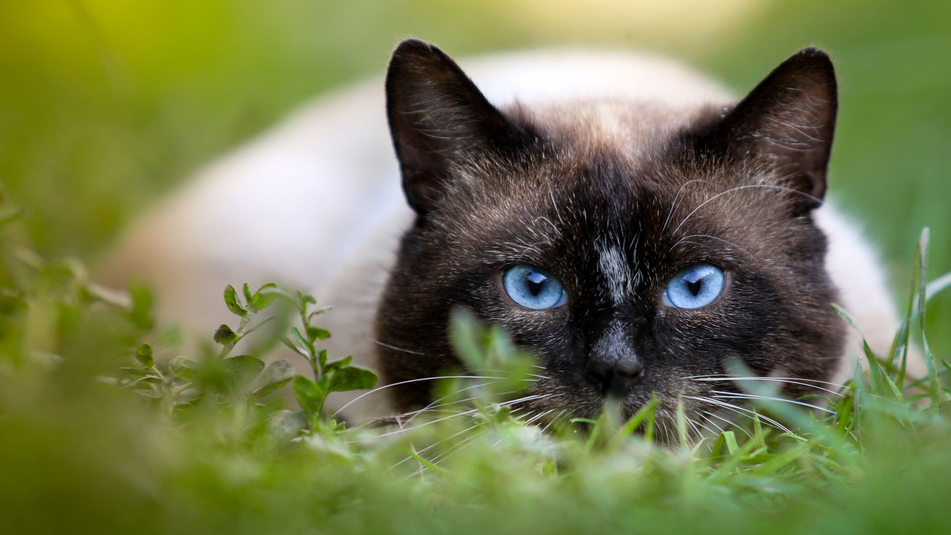 Wallpaper Cat, grass, blue eyes, Siamese cat