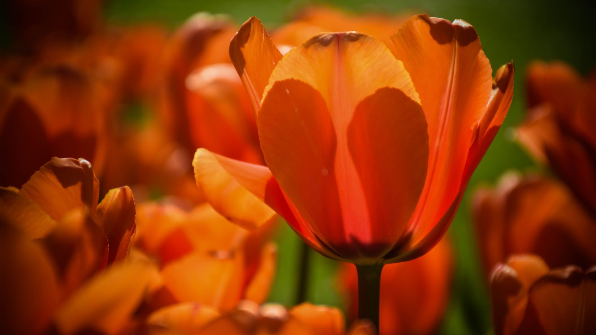Wallpaper Close up, orange tulips, summer, bloom, 5k