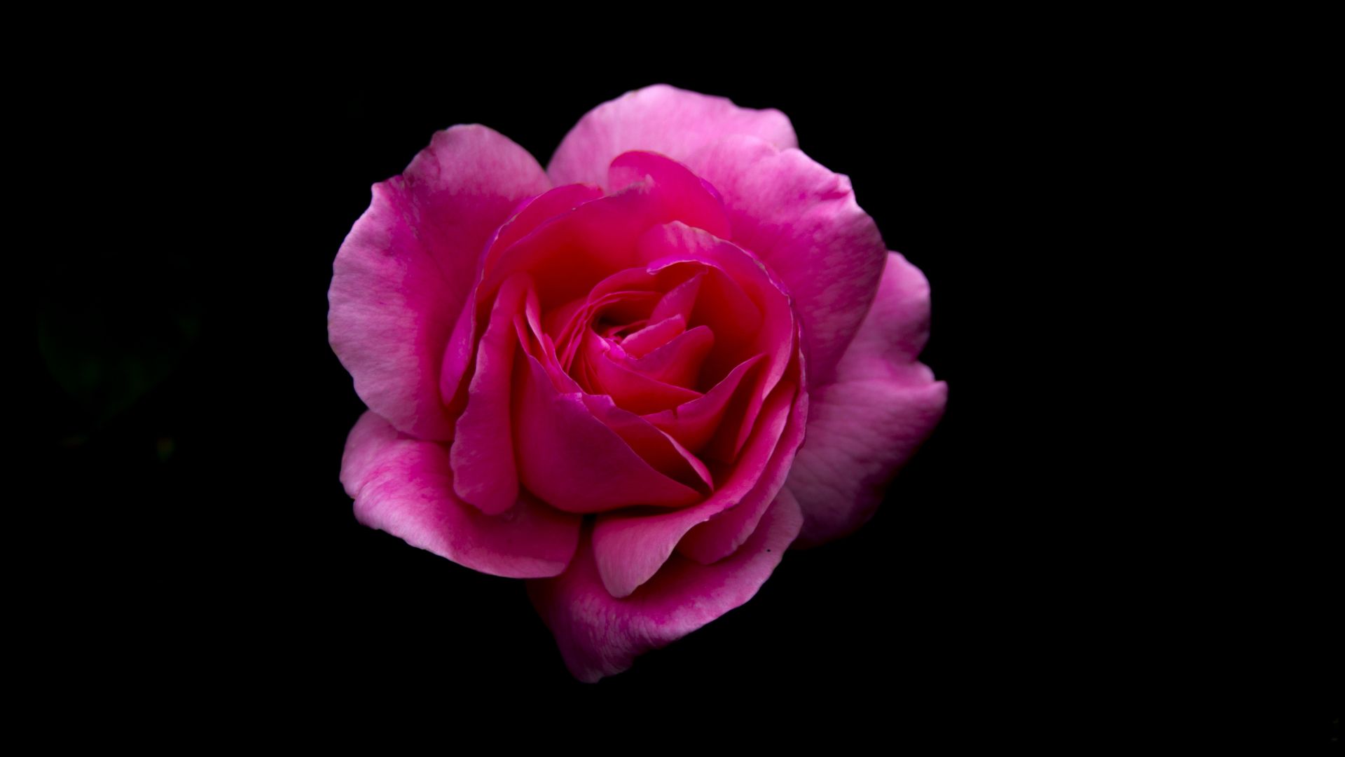 Wallpaper Rose, pink flower, portrait, 5k