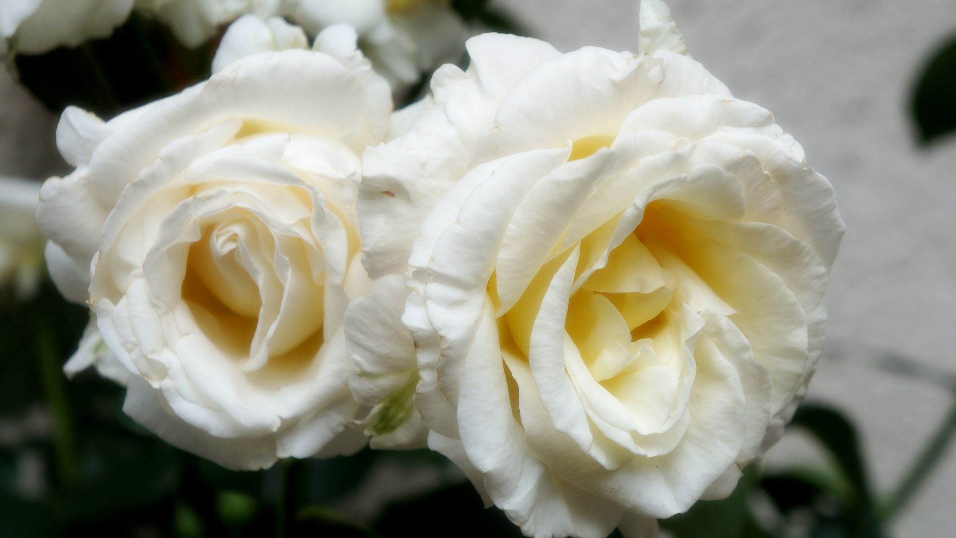 Wallpaper White rose flower