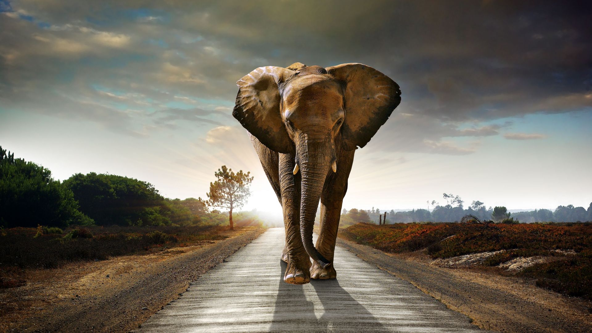 Desktop Wallpaper Elephant, Walking On The Road, Animal, 8k, Hd Image,  Picture, Background, 9d309f