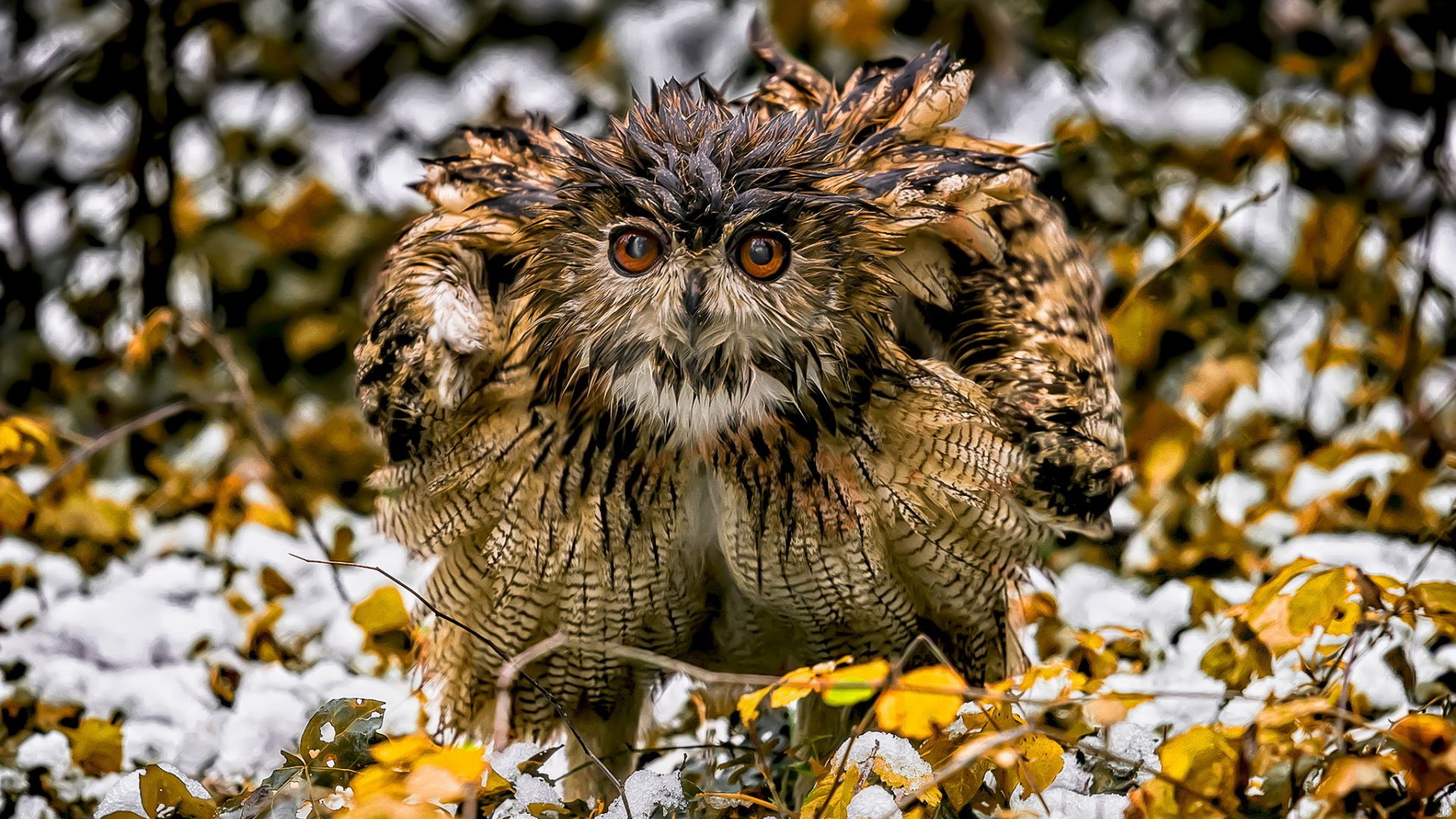 Wallpaper Owl, bird, curious