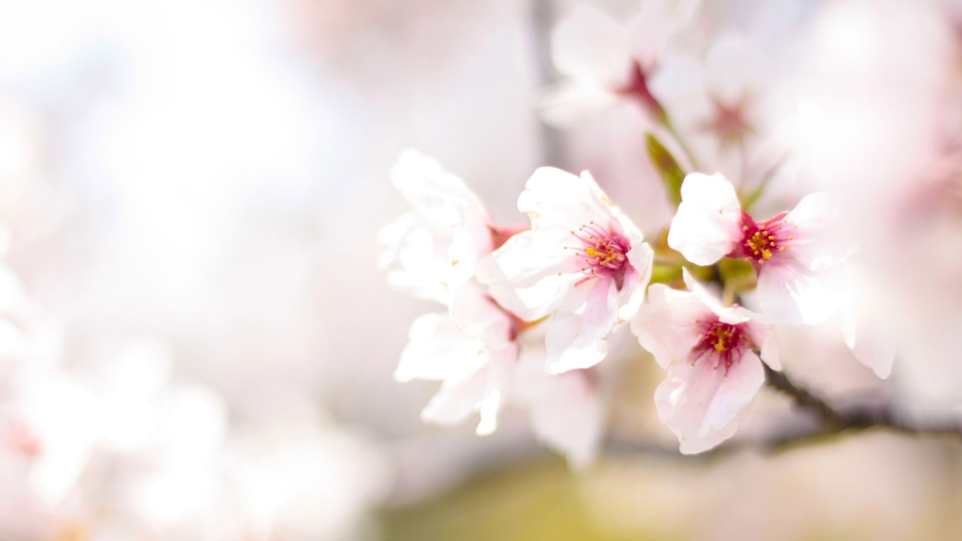 Cute Cherry Blossom Wallpaper Blue Sky Background Wallpaper Image For Free  Download  Pngtree