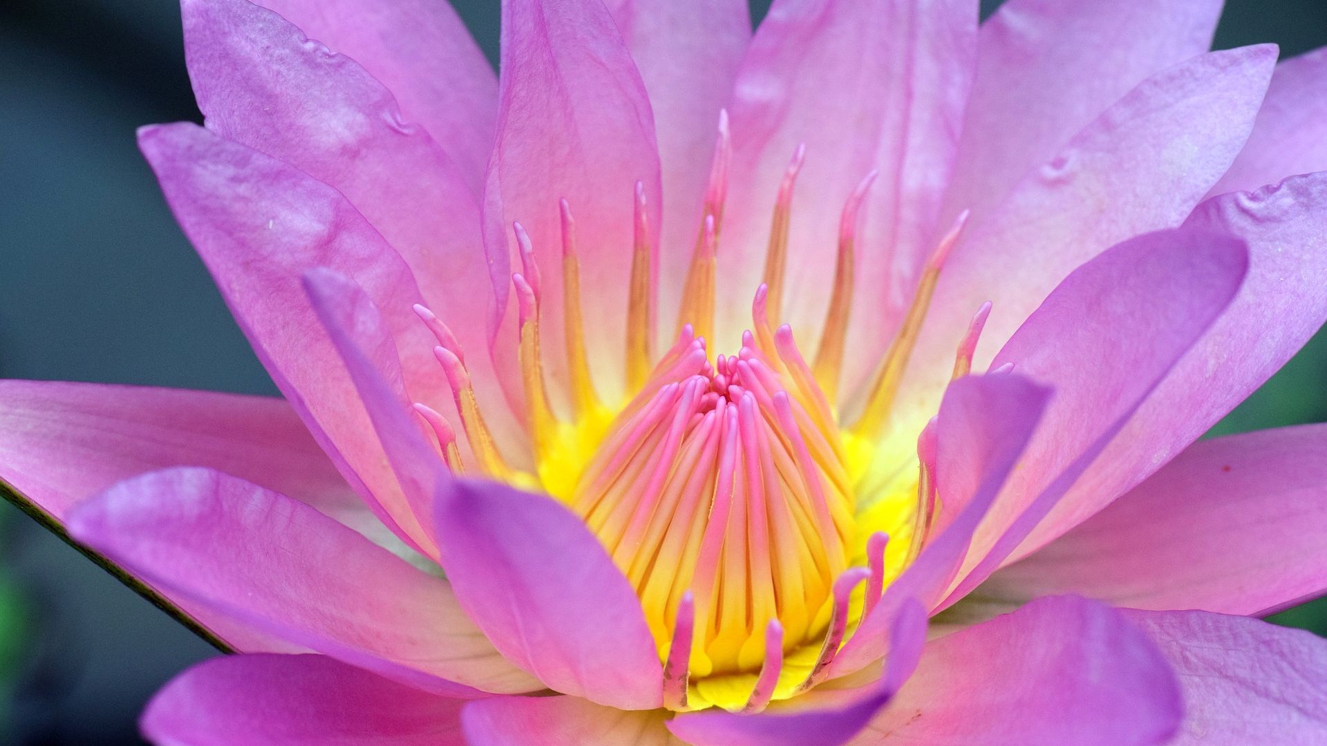 Wallpaper Water lily, pink flower, petals, pollen, beautiful