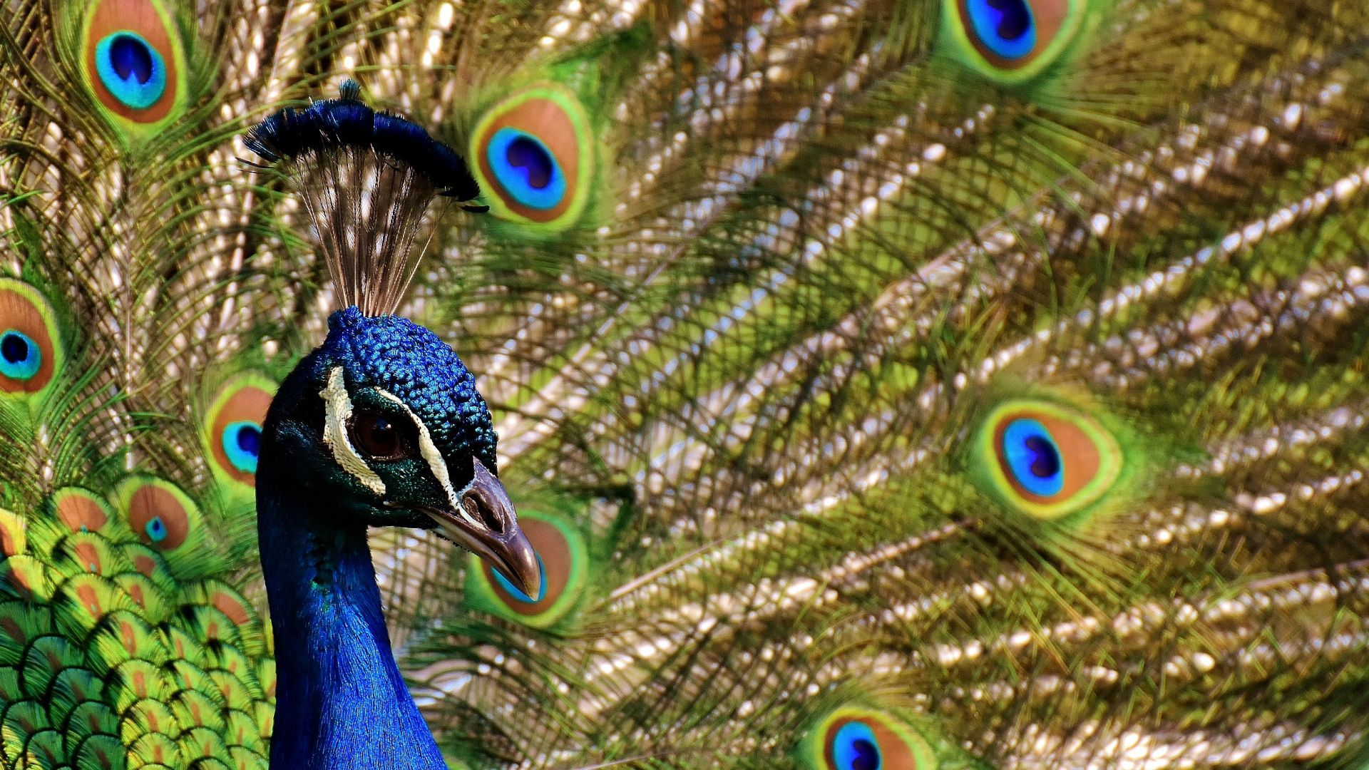 Wallpaper Peacock, dance, colorful birds, feathers