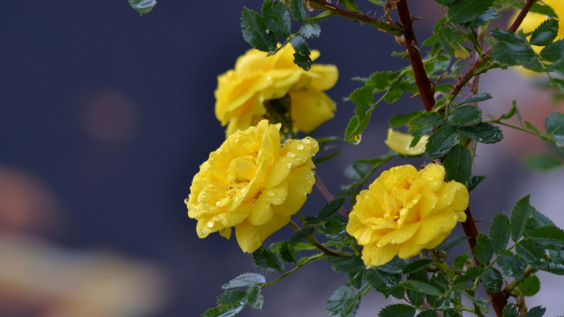 Wallpaper Flowers roses branch drops yellow roses