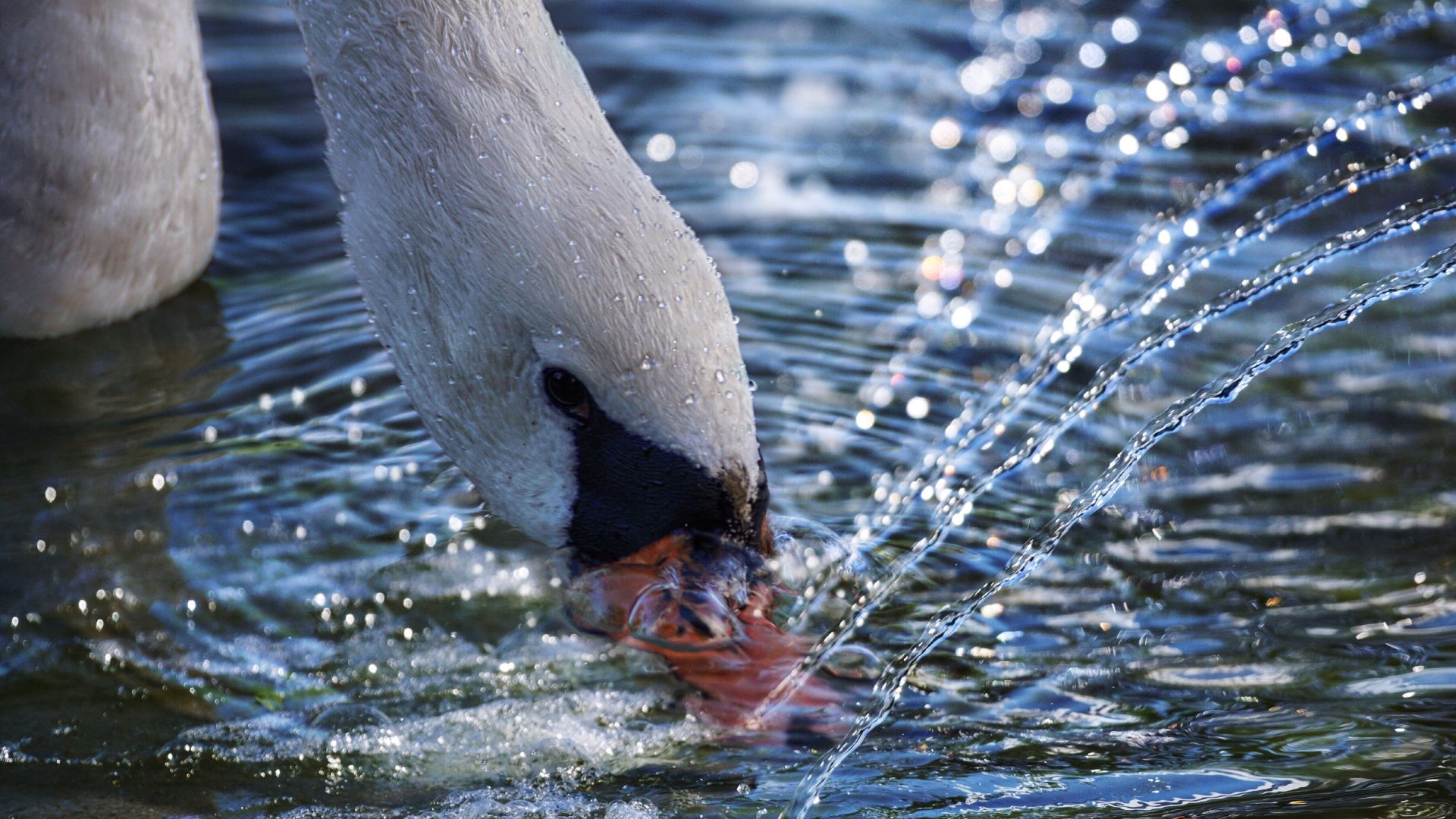 Wallpaper Swan, water splashes, muzzle, bird, 5k