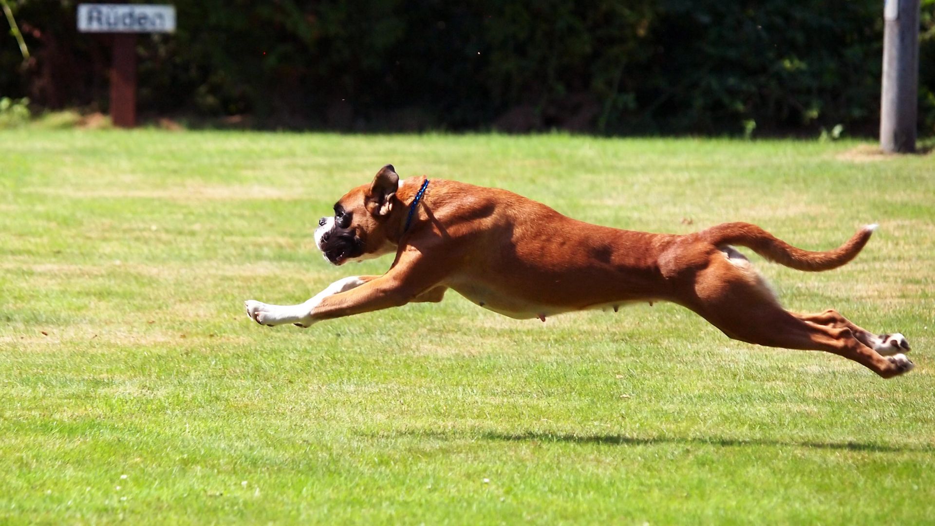 Wallpaper Boxer, animal, dog run