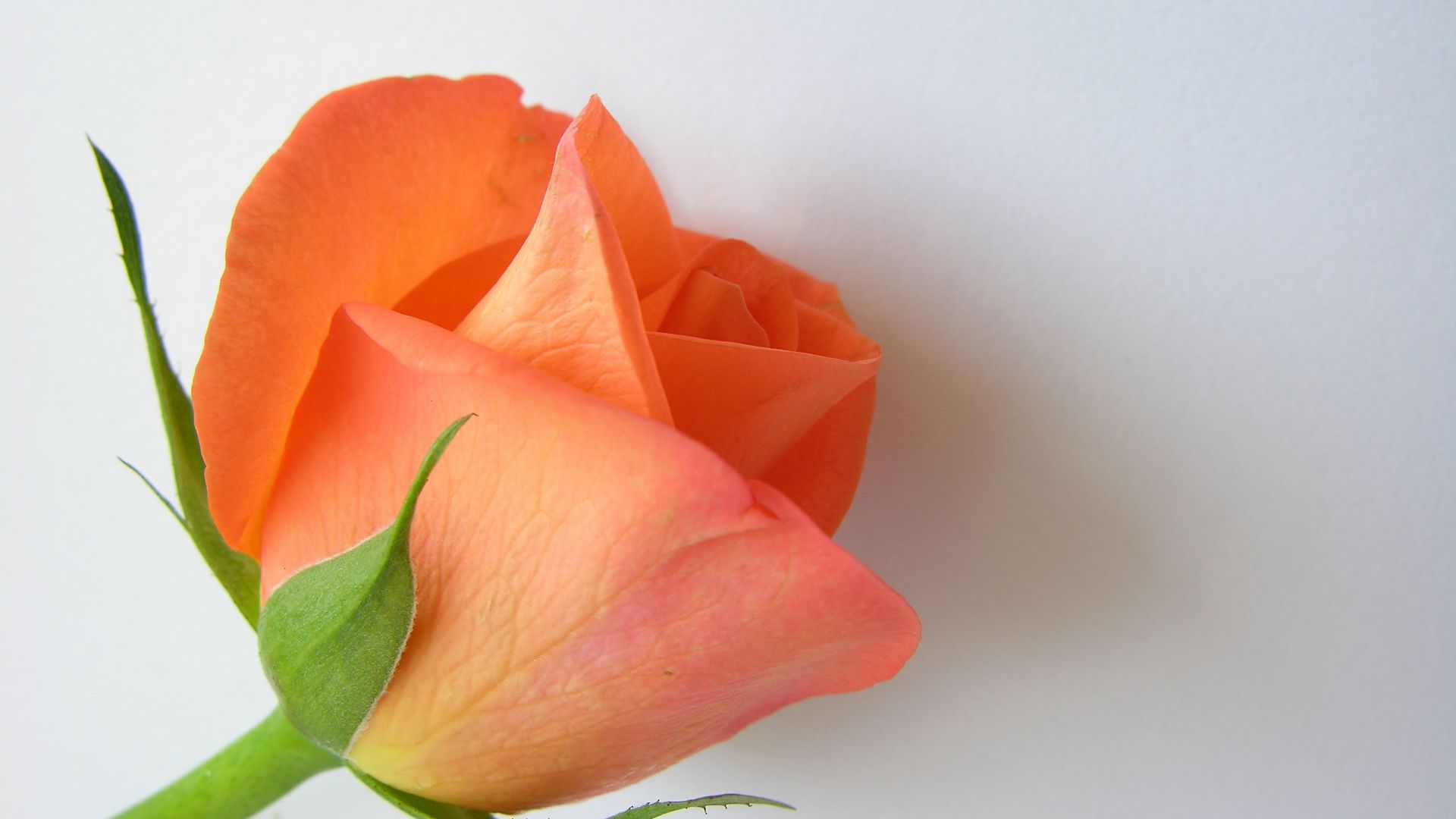 Wallpaper Flower, orange rose, close up