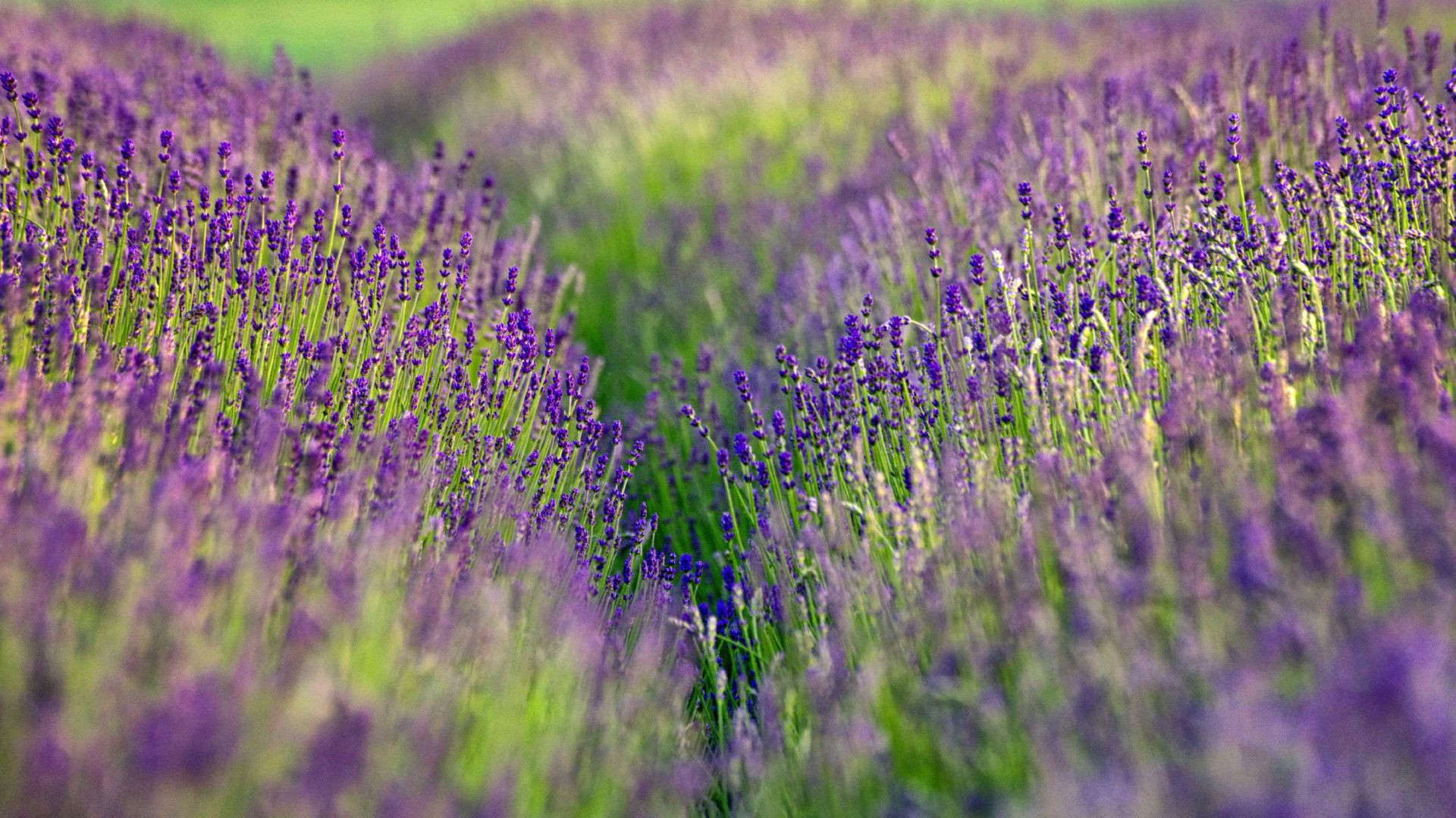 Wallpaper Lavender flowers, plants, spring, farm, meadow