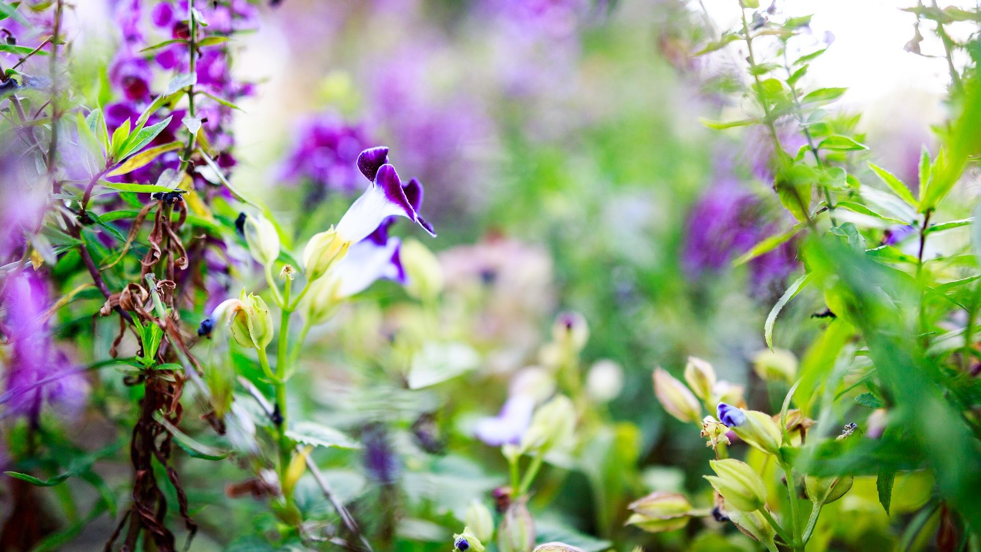 Desktop Wallpaper Purple Flowers, Garden, Blur, Hd Image, Picture,  Background, 9ejx6s
