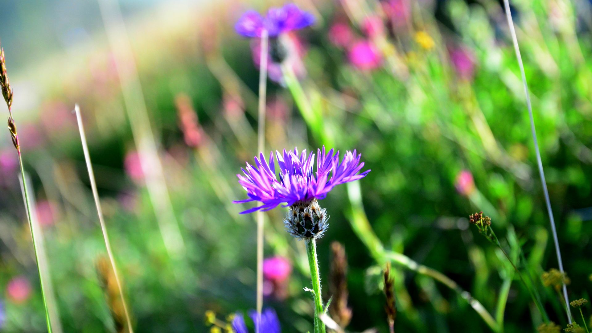 Wallpaper Purple flowers, plants, spring, blur, meadow