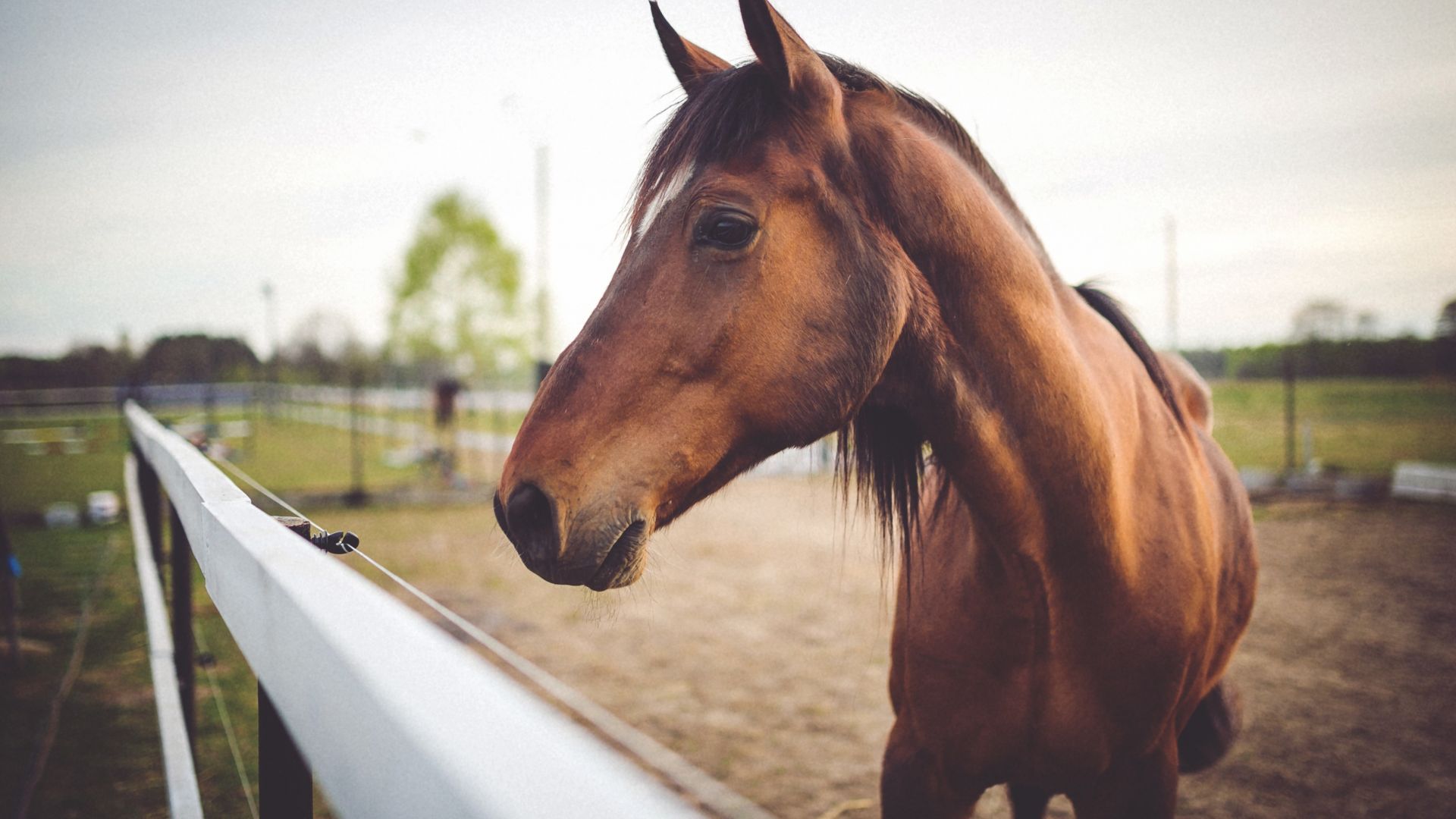 Wallpaper Brown horse, muzzle, 4k