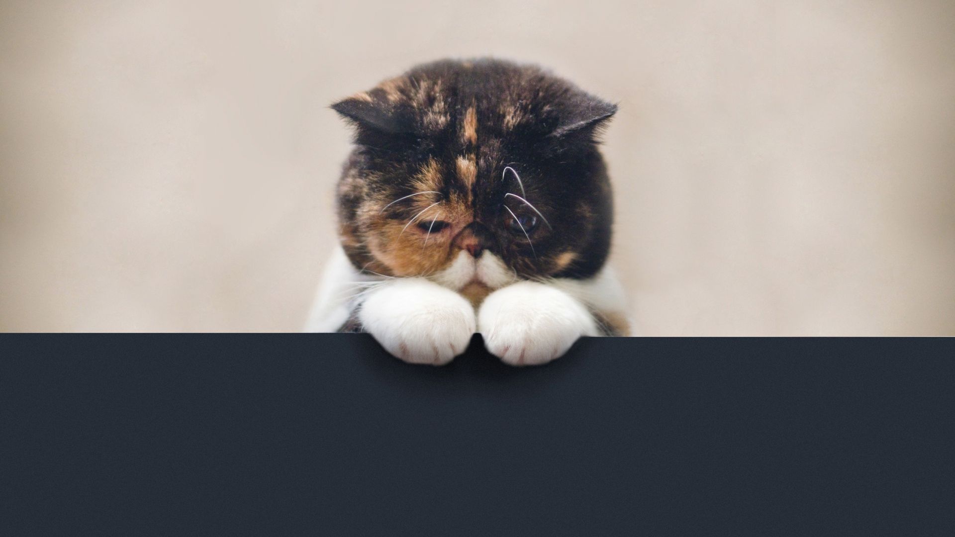 Wallpaper Sad cat muzzle