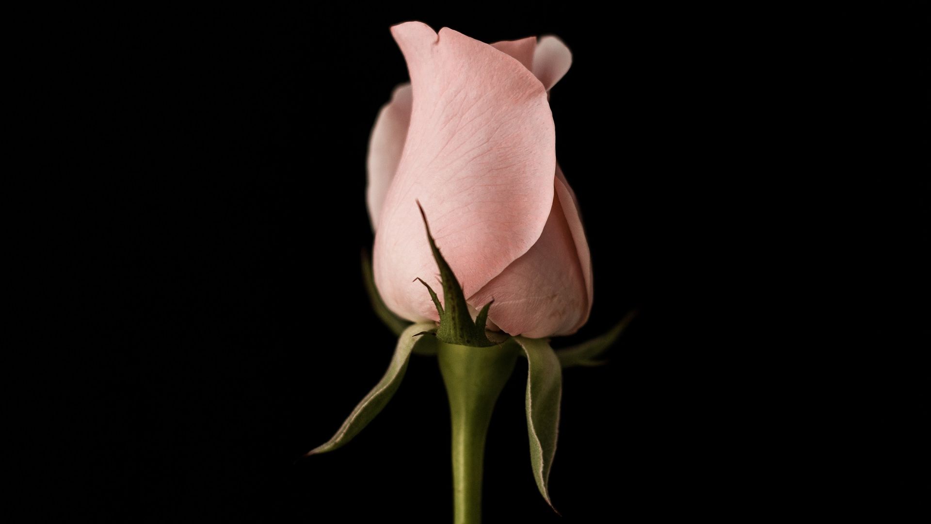 Wallpaper Pink rose flower bud
