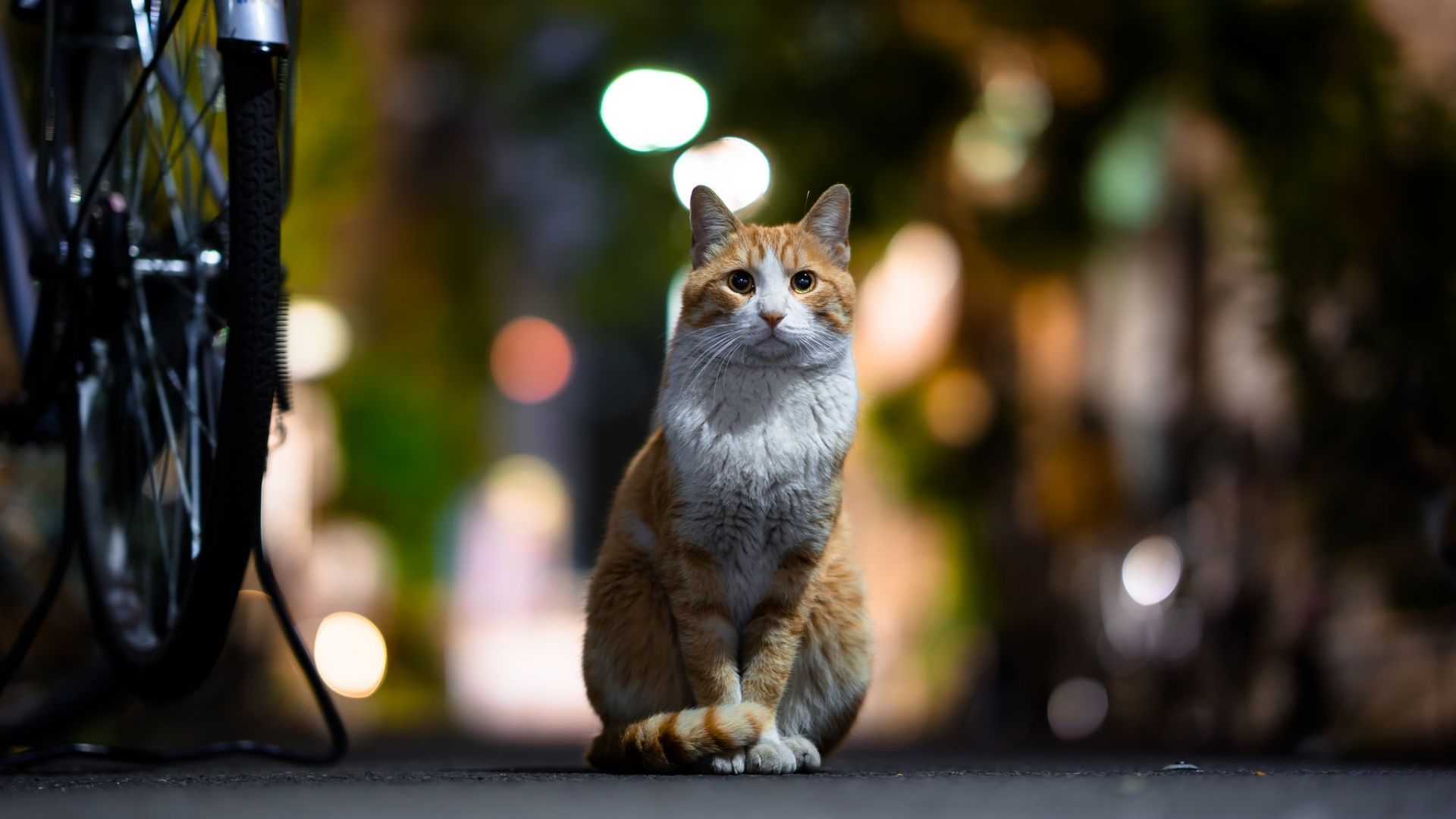 Wallpaper Cat, pet animal, stare, night, bokeh