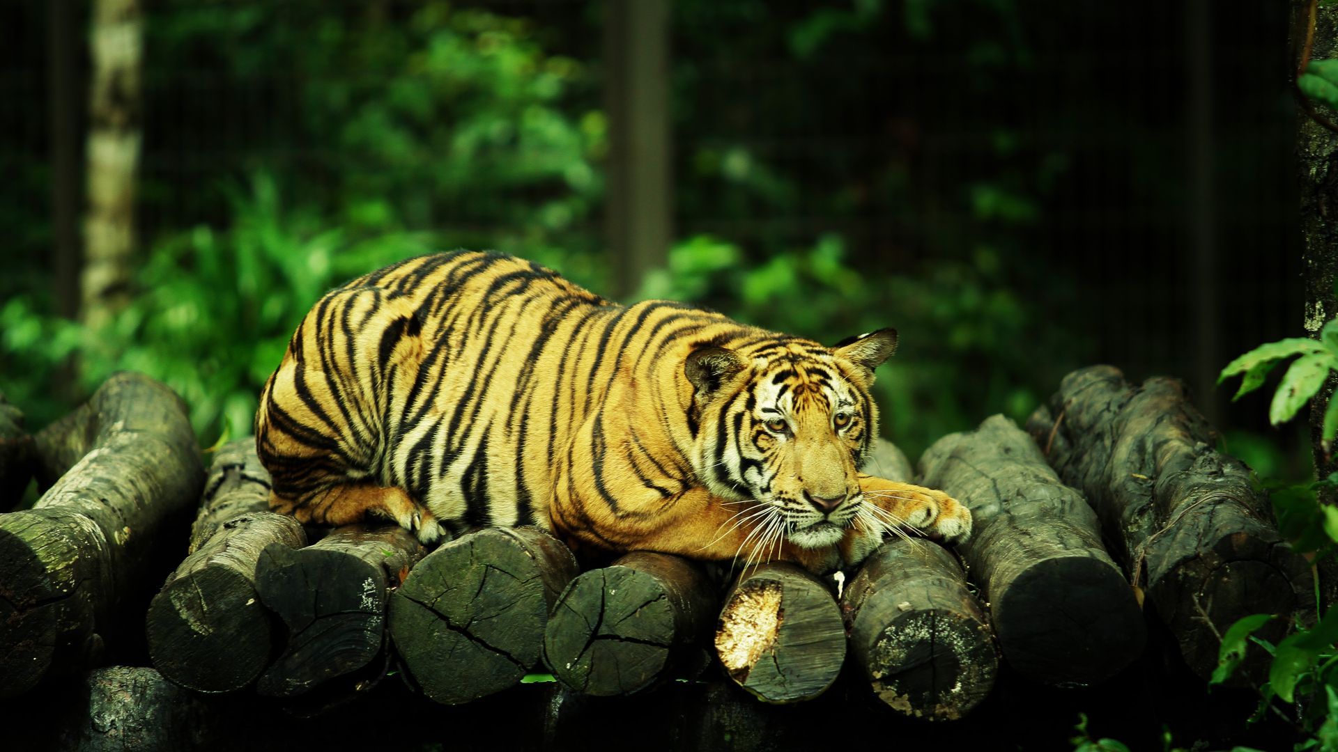 Wallpaper Lying down, tiger, predator, zoo