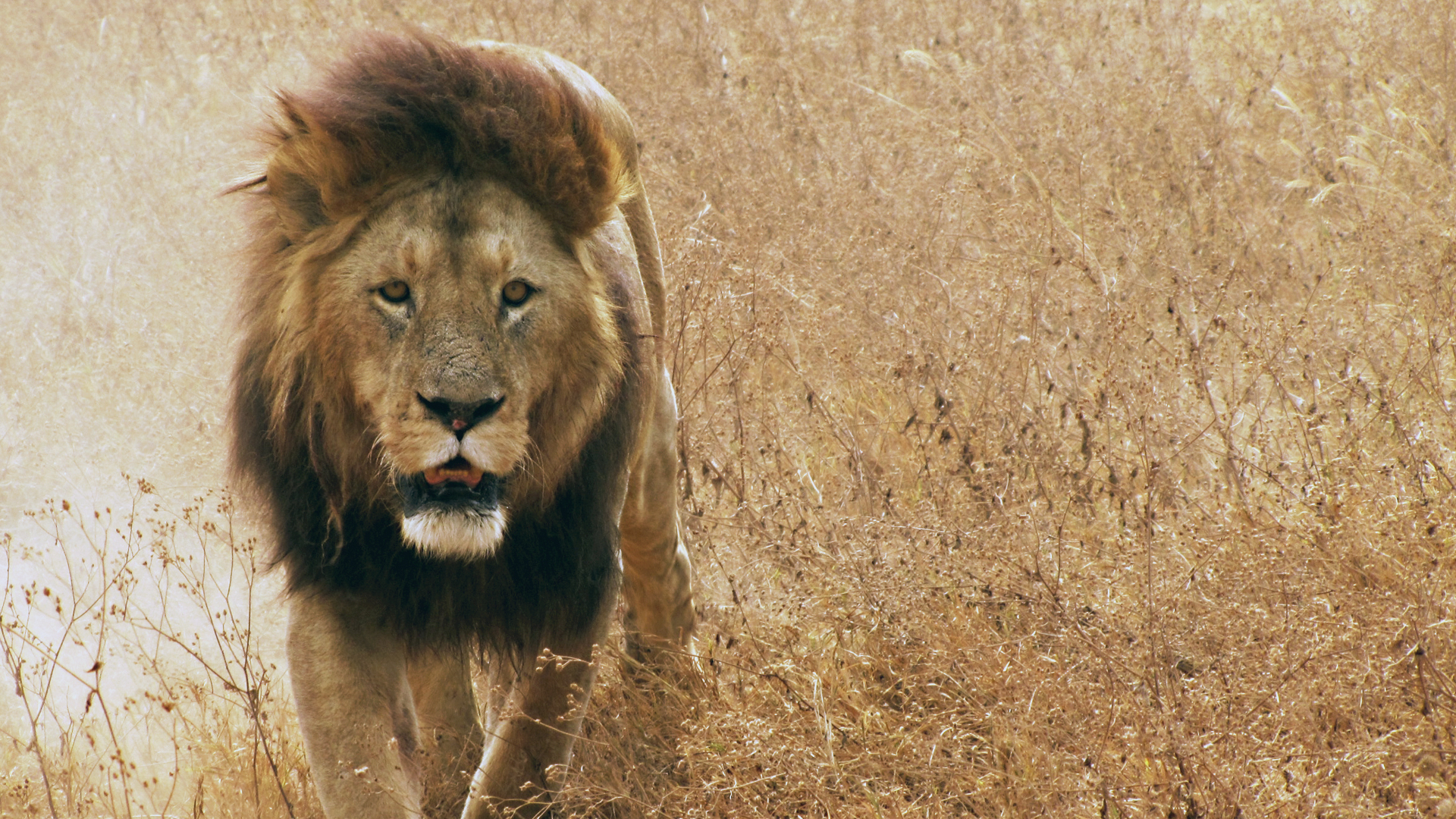 Wallpaper Lion animal